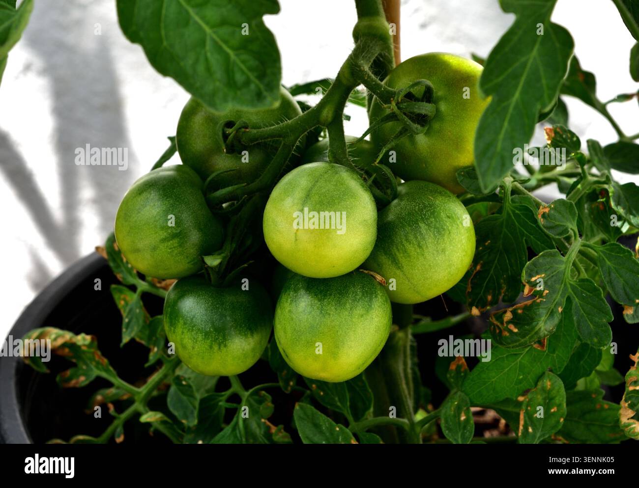 Pomodori verdi Foto Stock