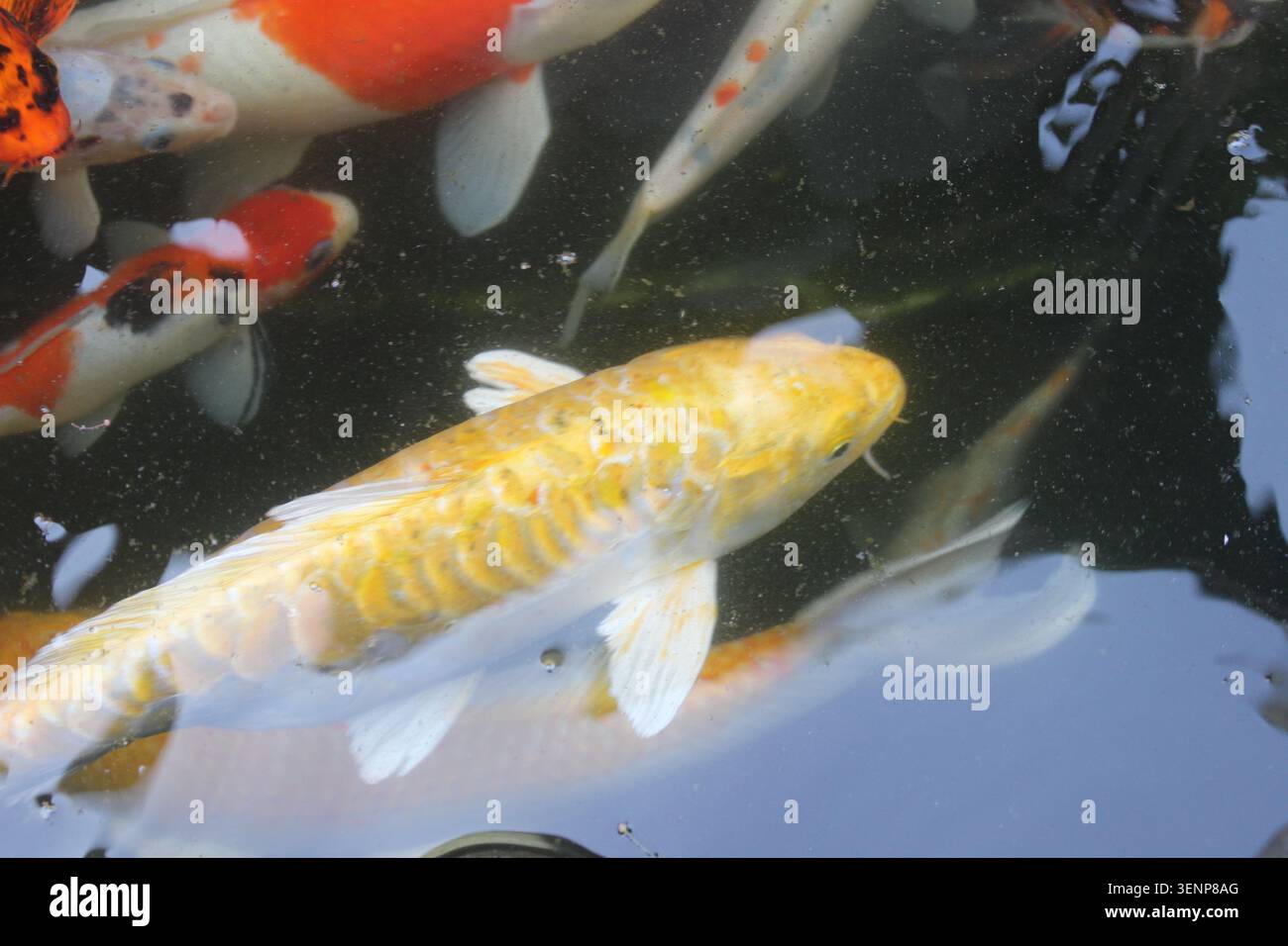 Foto ad angolo alto di una singola carpa dorata che mostra scaglie metalliche prominenti mentre scivola davanti ad altri colorati compagni di laghetto. Foto Stock