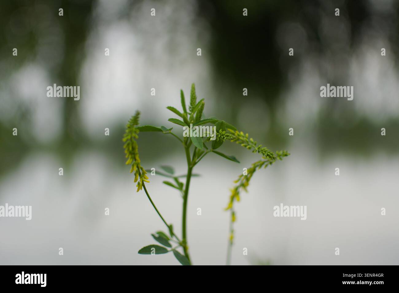 Delicata pianta verde con fiori gialli sottili con una messa a fuoco morbida e alberi sfocati sotto una luce naturale soffusa e diffusa. Foto Stock