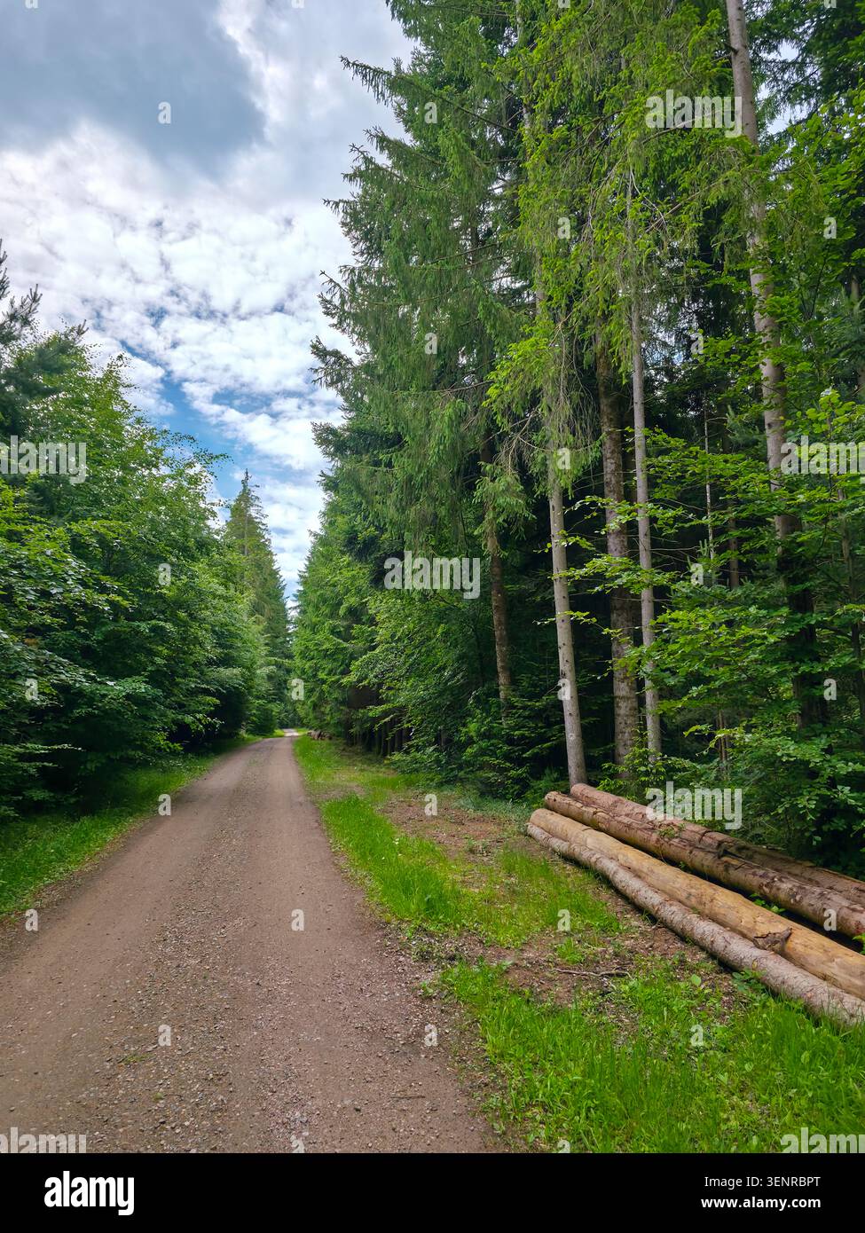 germania, sentiero panoramico lungo il confine con la foresta con legname rustico e il fascino della campagna estiva senza fine Foto Stock