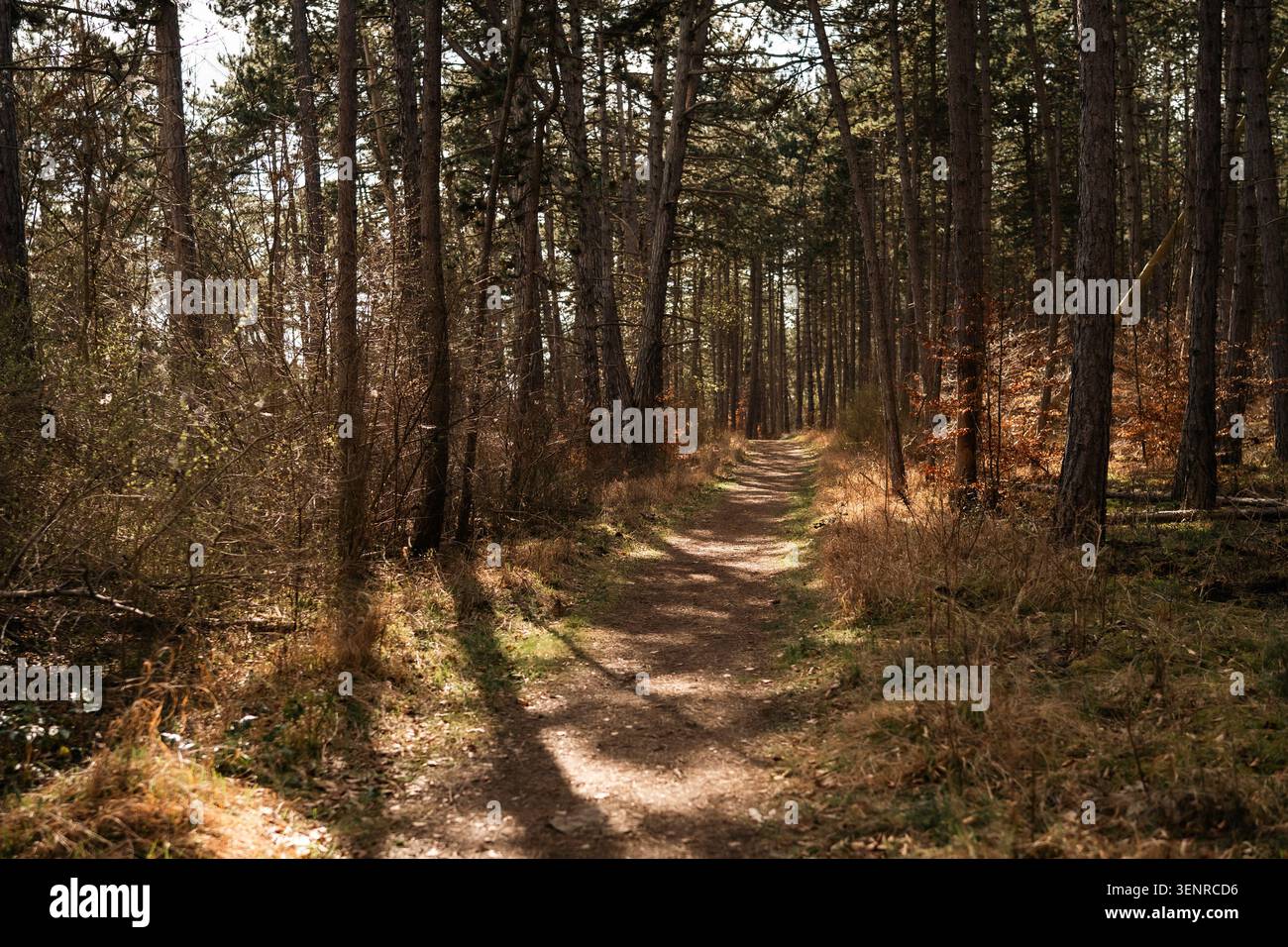 Stretto sentiero boschivo che si snoda tra alti pini con la calda luce pomeridiana, l'erba secca e le ombre naturali del bosco. Foto Stock