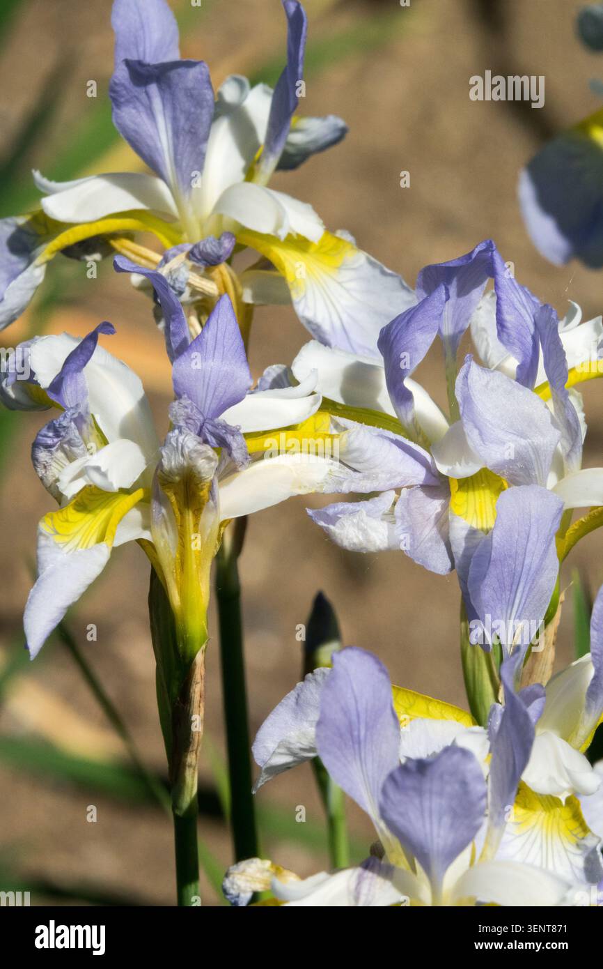 Fiori blu, bianchi e gialli di Iris Iris olandese x hollandica 'Silvery Beauty' in un giardino estivo Foto Stock