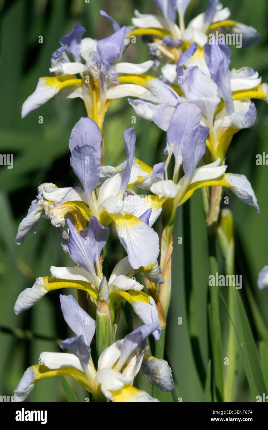 Fiori blu, bianchi e gialli di Iris Iris olandese x hollandica 'Silvery Beauty' in un giardino estivo Foto Stock