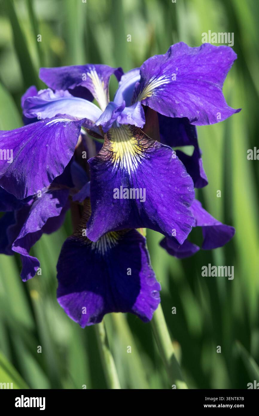 Iris siberiana "accogliente benvenuto" Iris Blue Flower Foto Stock