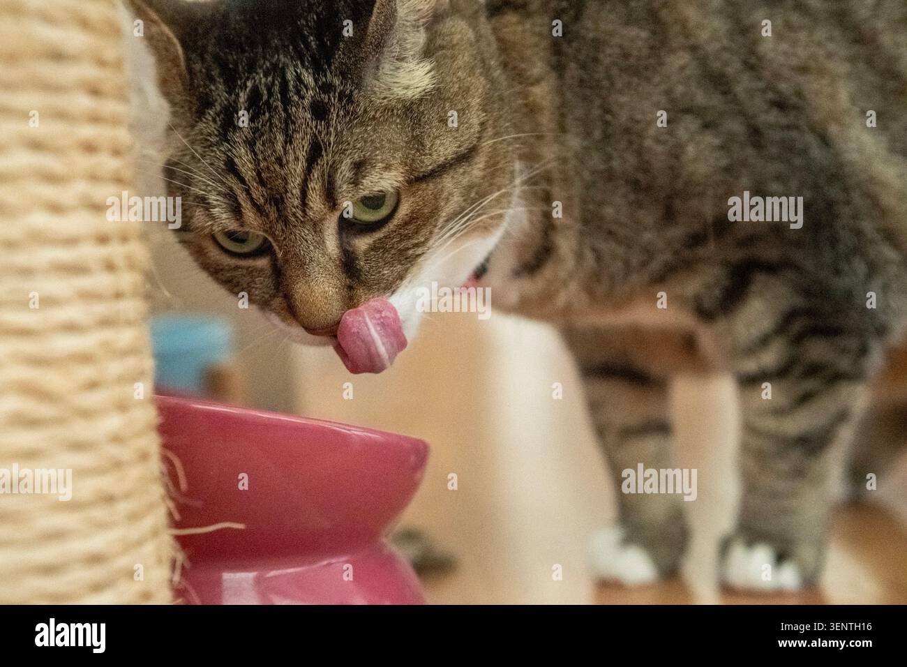 Gatto europeo con pelliccia grigia tigre, occhi gialli e lingua fuori dalla bocca. L'immagine mostra un gatto domestico nell'appartamento dove vive Foto Stock