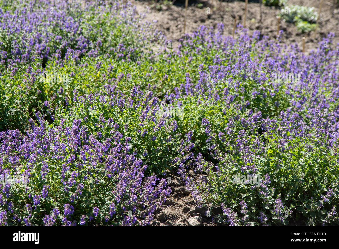 Catmint Nepeta Faassenii Bush con fiori viola nel Sunny Summer Garden. Splendido Bush fiorente Foto Stock