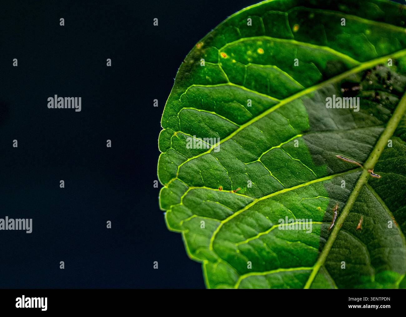 Foglie verdi vivaci che mostrano una rete di vene illuminate. Foto Stock