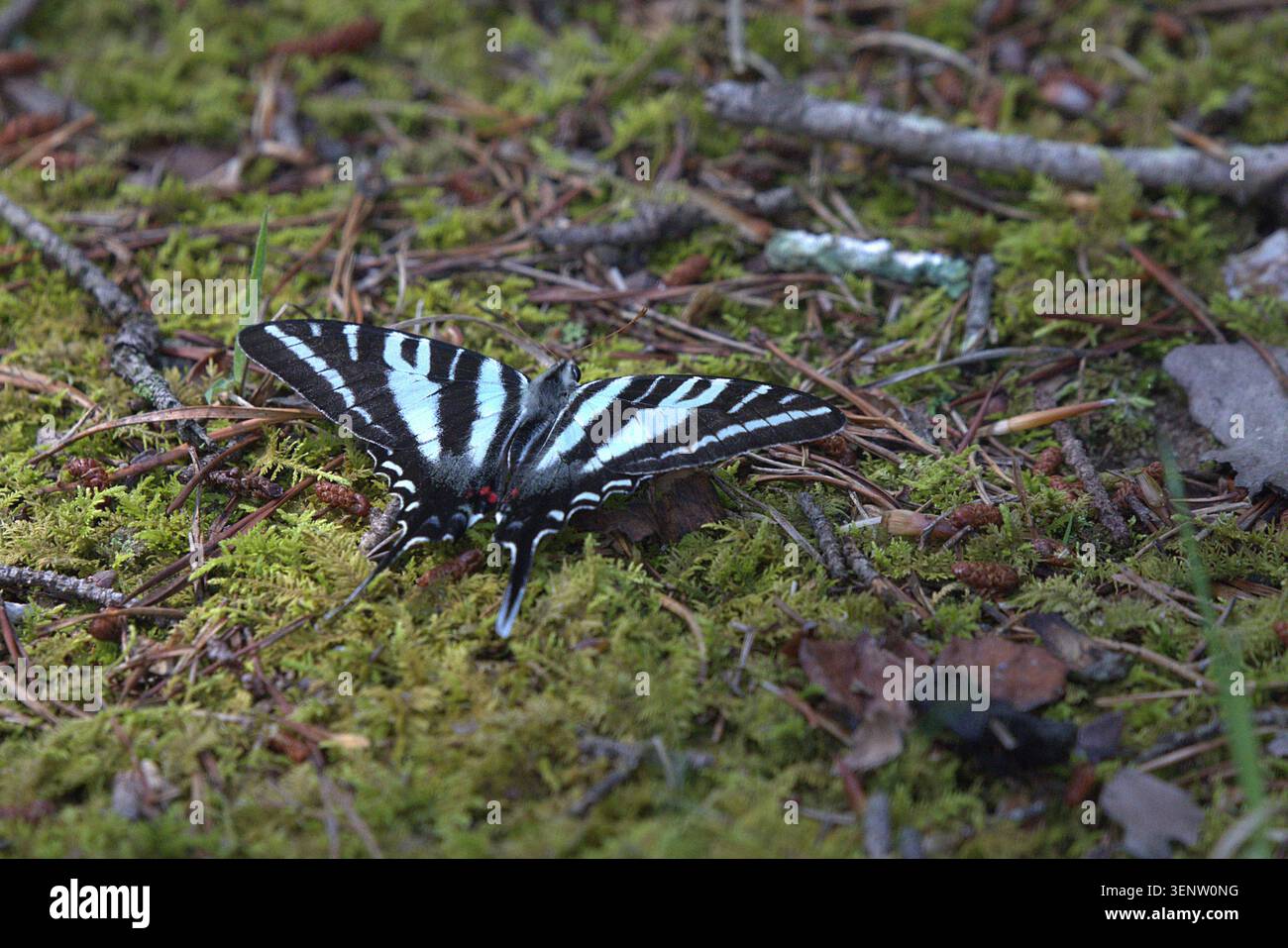 Una farfalla zebra a coda di rondine si appoggia con ali aperte su un pavimento della foresta ricoperto di muschio verde, aghi di pino asciutto e piccoli ramoscelli. Foto Stock