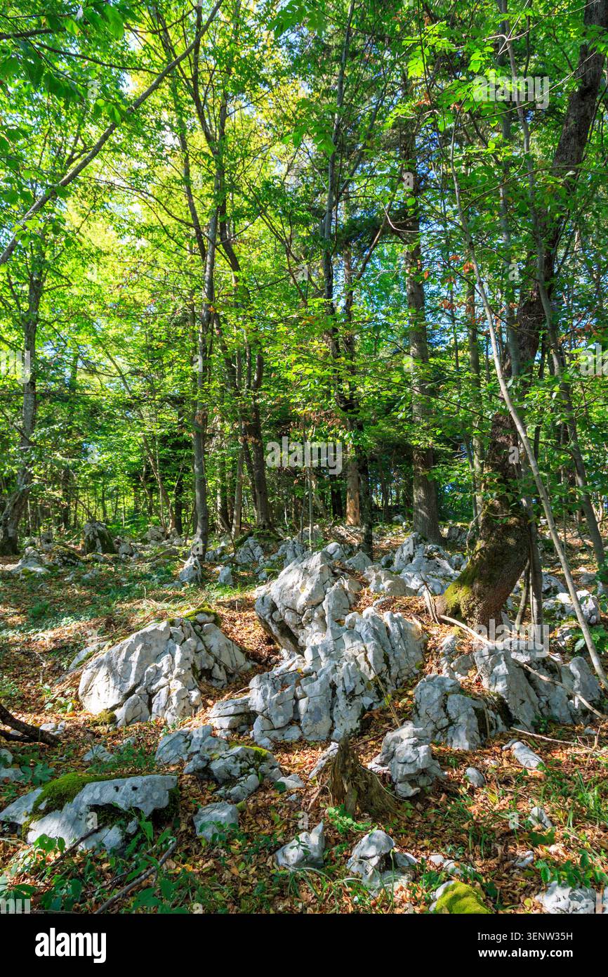 Ombra nella foresta carsica vicino a Postojna, Slovenia Foto Stock