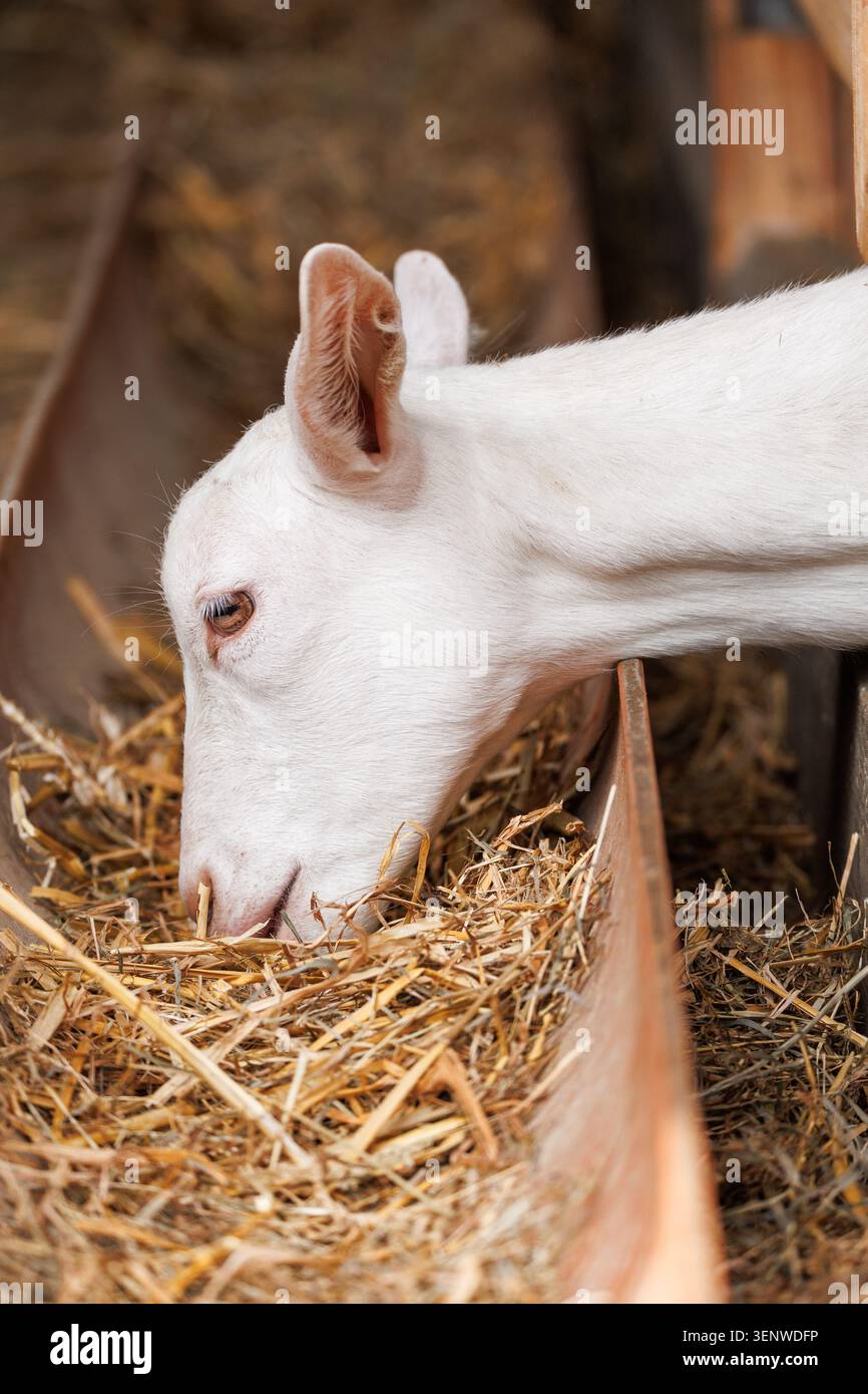 Giovane capra bianca che raggiunge le spranghe della mangiatoia in legno per mangiare fieno, stalla, profilo laterale Foto Stock