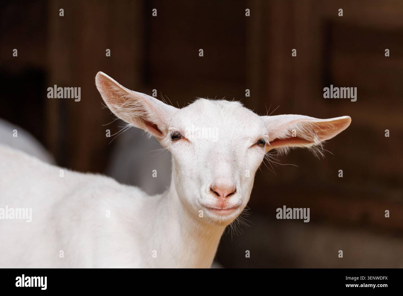 Capra bianca con grandi orecchie che guardano con calma alla fotocamera, sfondo scuro del fienile, ritratto ravvicinato Foto Stock