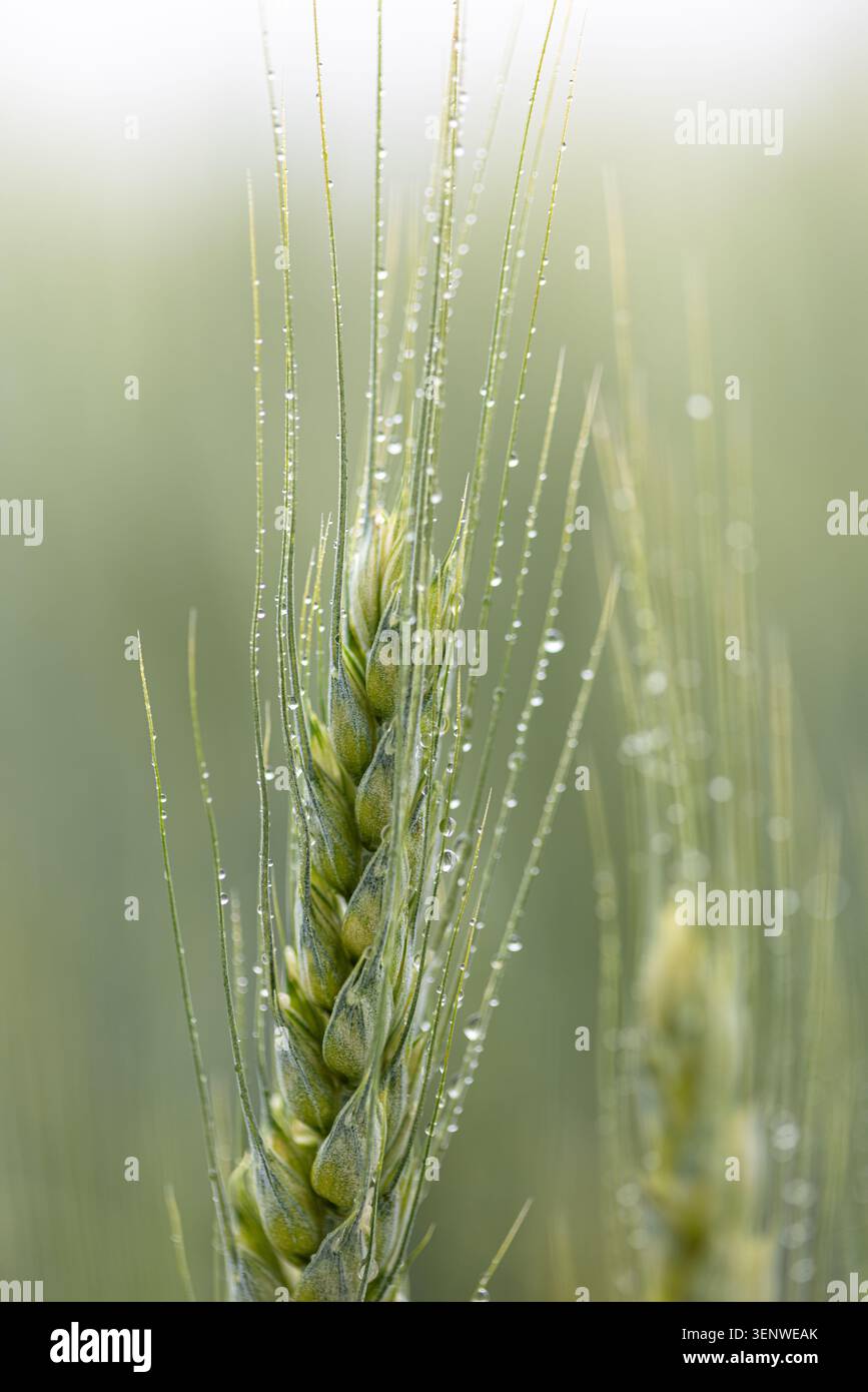 Rugiada fresca mattutina appoggiata su un orecchio di grano verde all'alba. Luce soffusa, dettagli delicati e profondità di campo ridotta creano una natura agricola tranquilla Foto Stock
