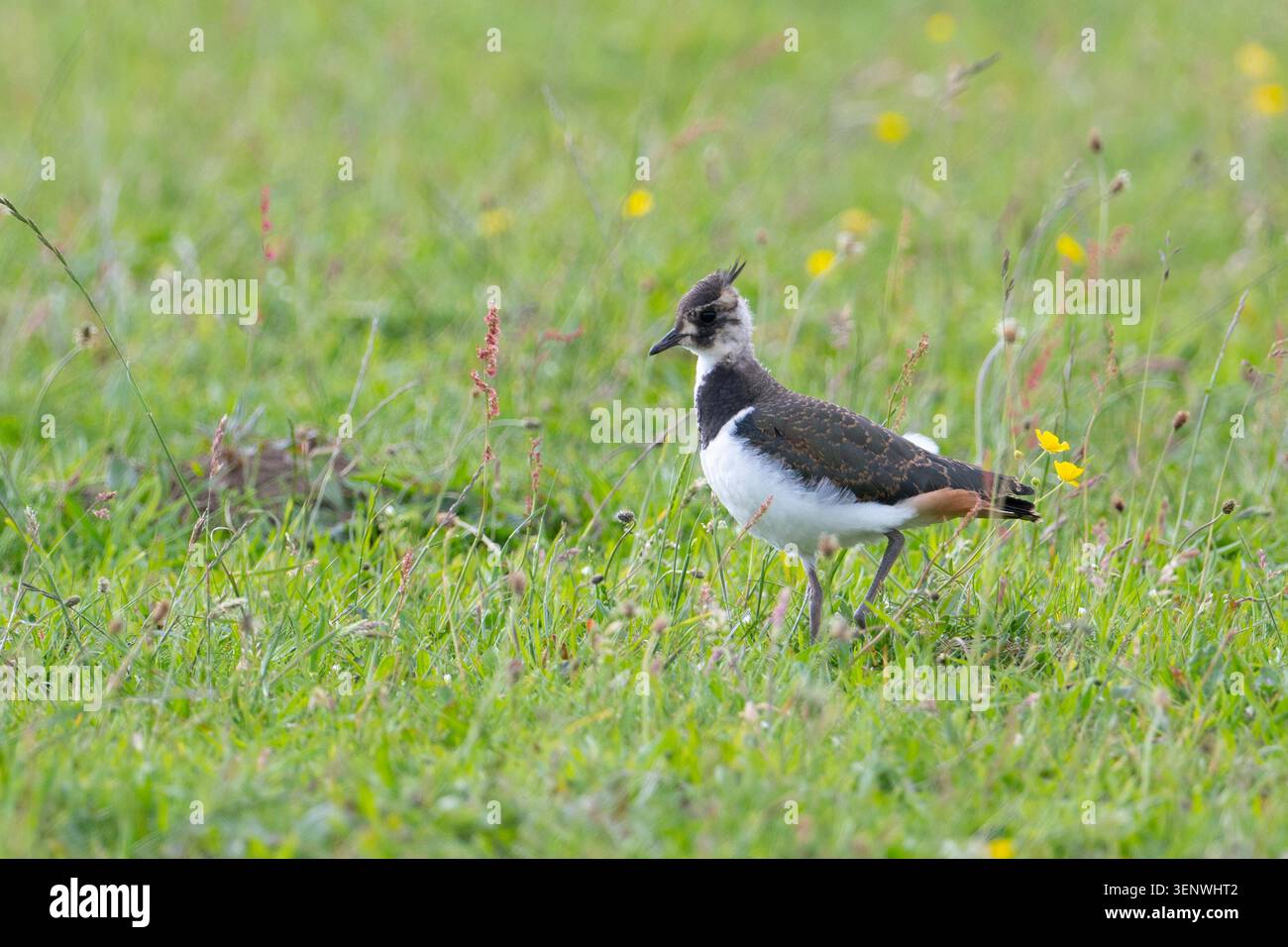 Lapulazione giovanile (Vanellus vanellus) in un campo del Peak District. Foto Stock