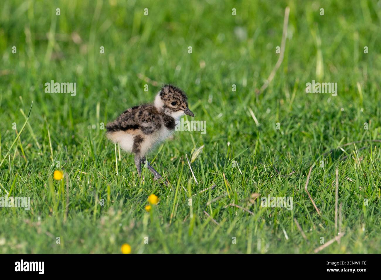 Northern Lapwing (Vanellus vanellus) in un campo del Peak District, Regno Unito Foto Stock