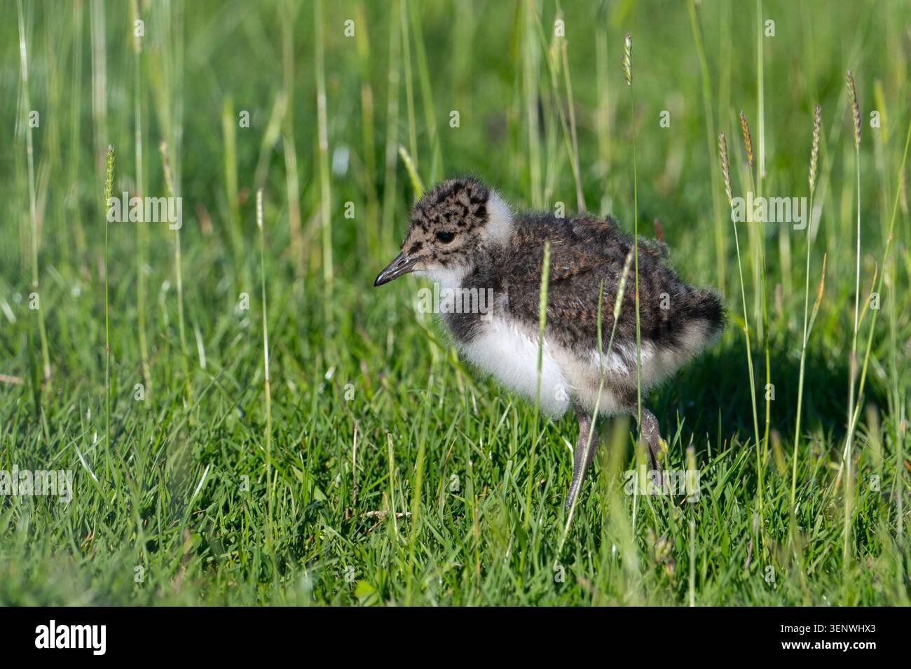 Northern Lapwing (Vanellus vanellus) in un campo del Peak District, Regno Unito Foto Stock