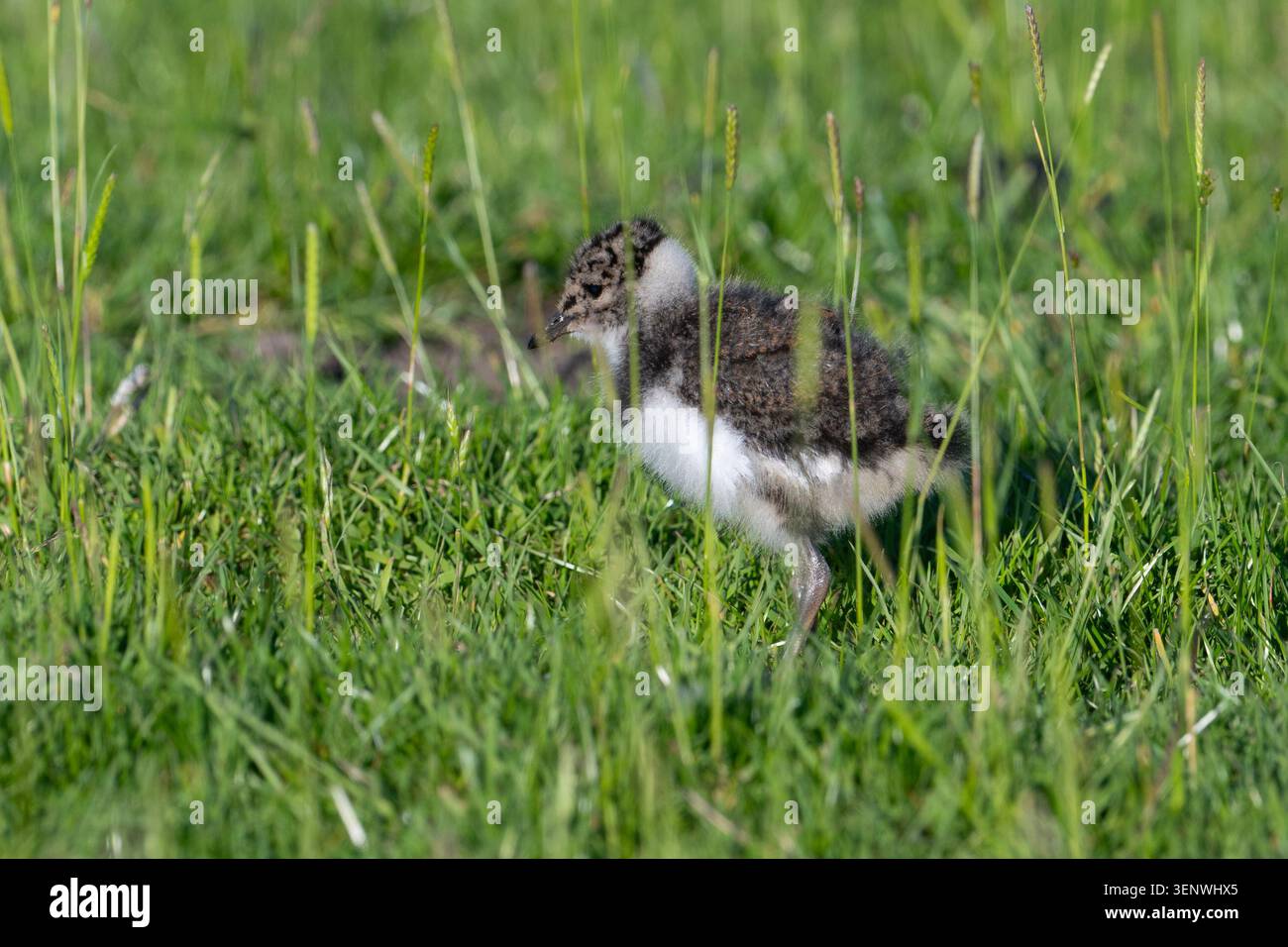 Northern Lapwing (Vanellus vanellus) in un campo del Peak District, Regno Unito Foto Stock