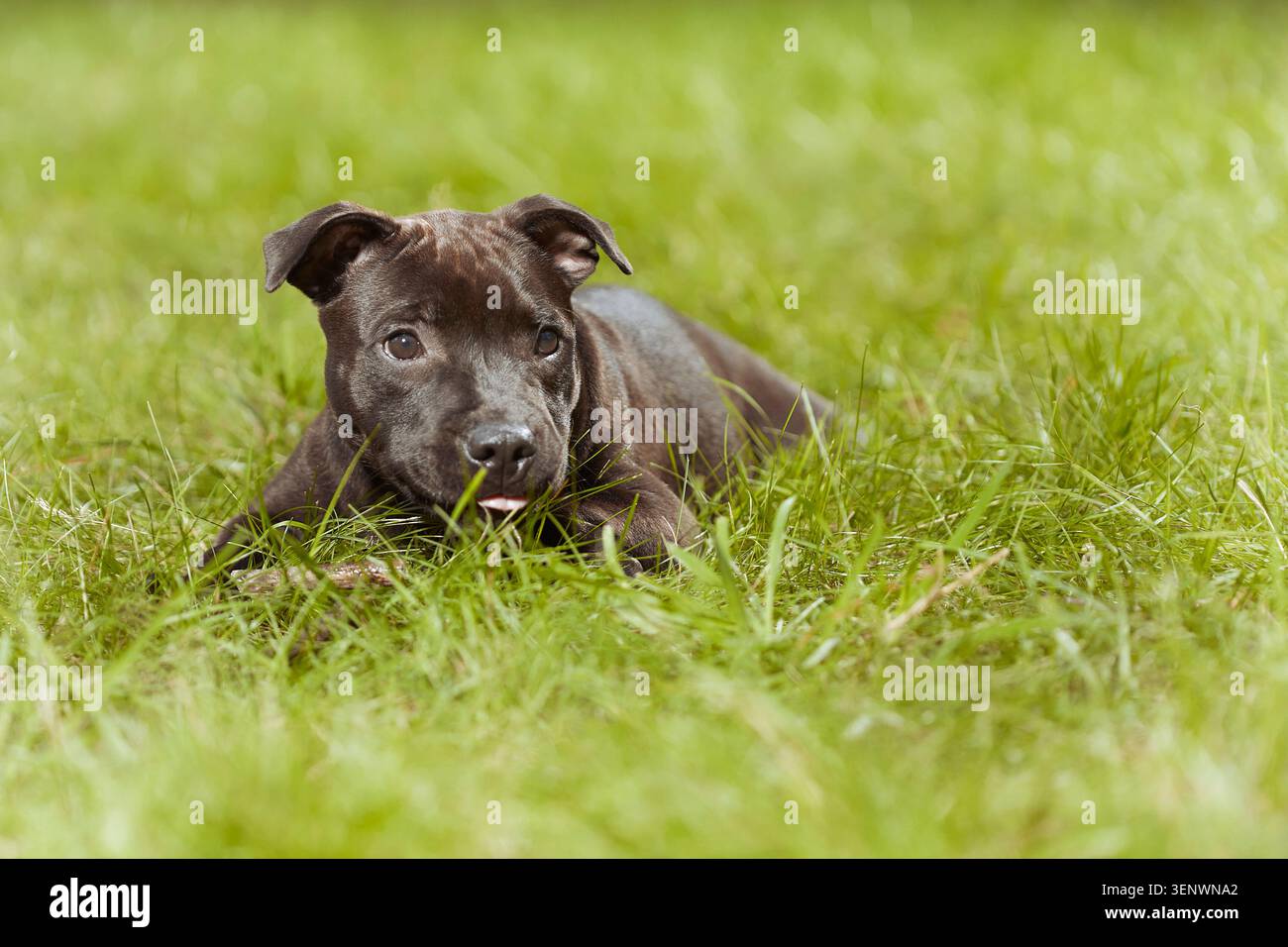 Cucciolo maschio dello Staffordshire Bull terrier di tre mesi nel parco Foto Stock