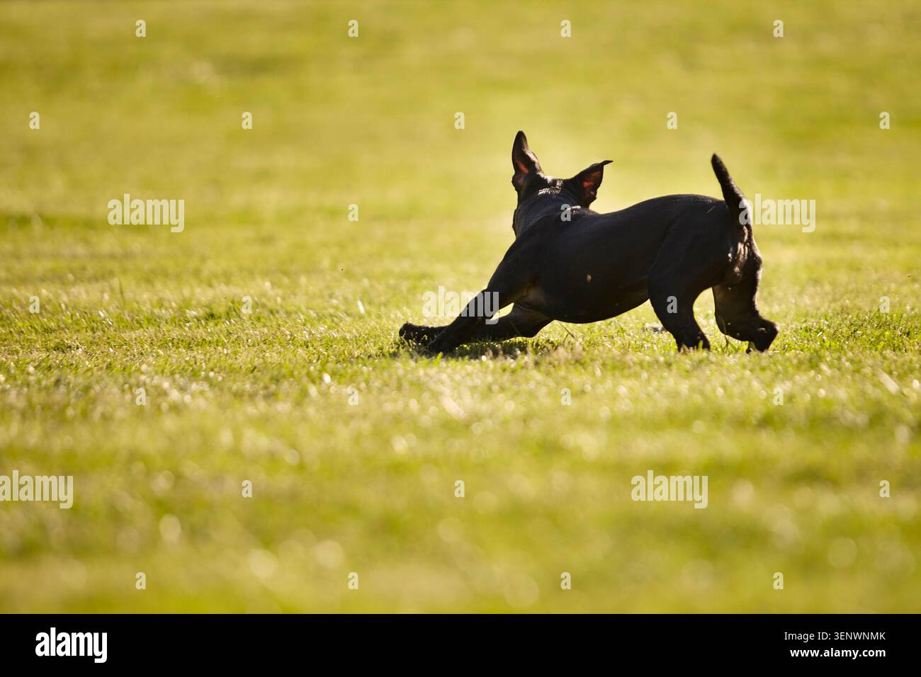 Corsa di cinque mesi staffordshire Bull terrier giovane donna Foto Stock