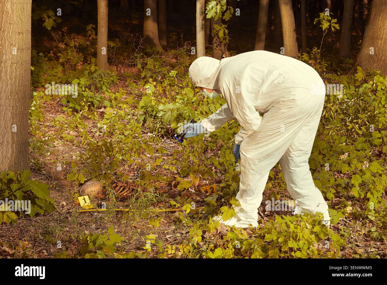 Resti umani più vecchi trovati nella foresta - raccolta di scheletro dalla polizia Foto Stock
