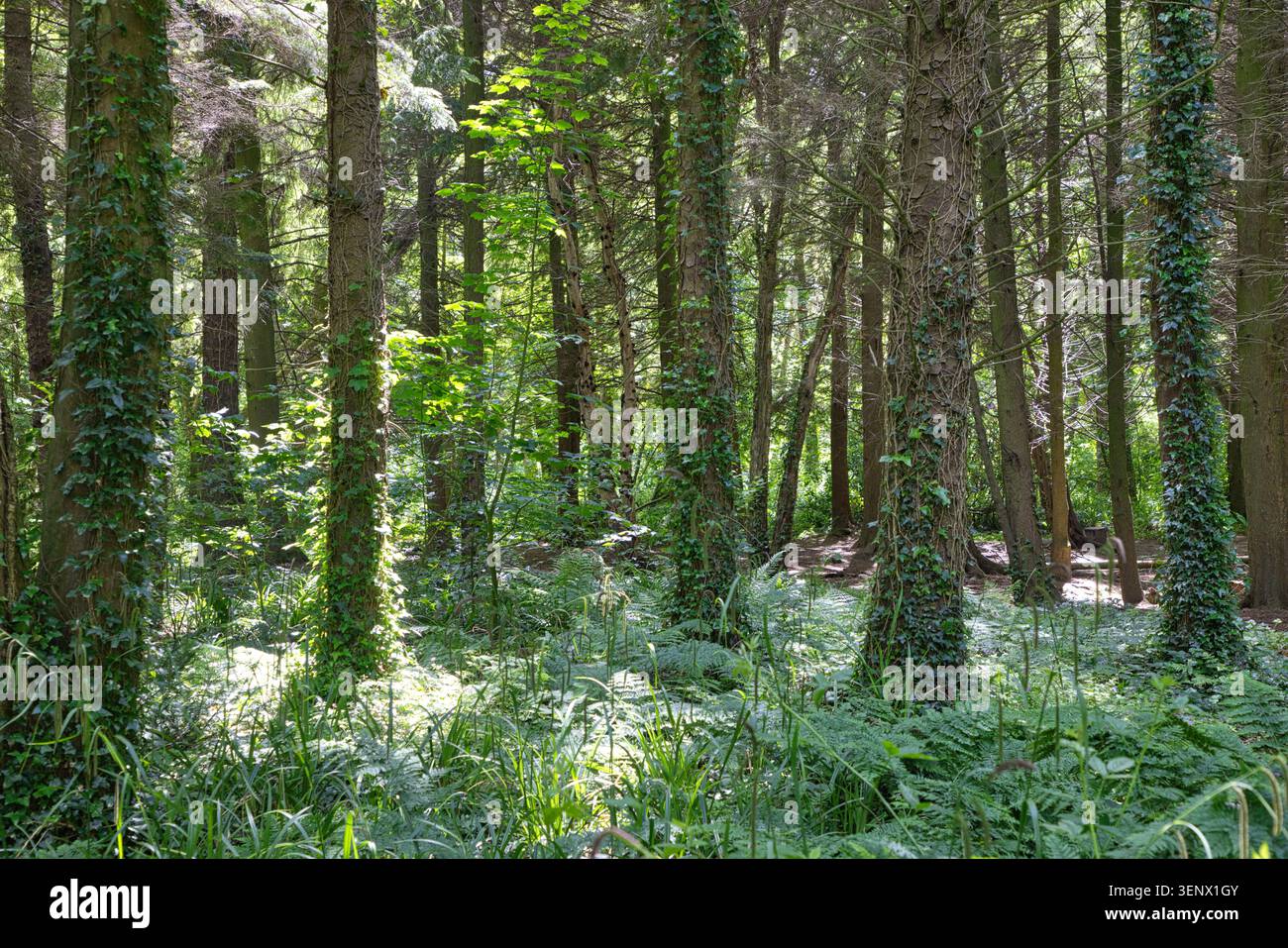 Lussureggianti boschi interni verdi al Penrhos Coastal Park sull'isola di Anglesey, con tronchi di alberi ricoperti di edera e abbondanti felci. Foto Stock