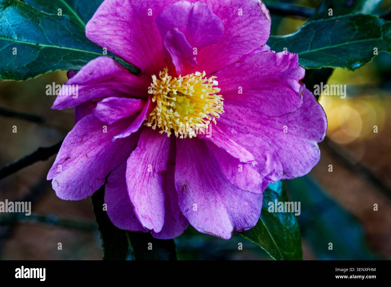 La Camellia Dream Girl produce una ricca esposizione di fitte foglie e grandi fiori semi-doppi, piatti, rosa chiaro, con petali ondulati e scanalati. Foto Stock