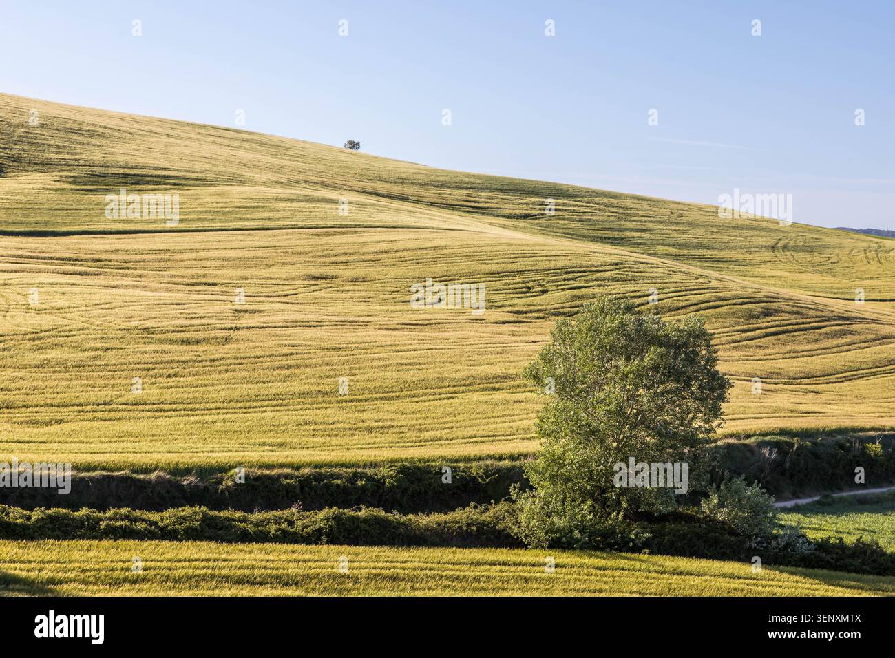 paesaggio collinare ondulato, un campo verde e alberi, un paesaggio incantevole Foto Stock