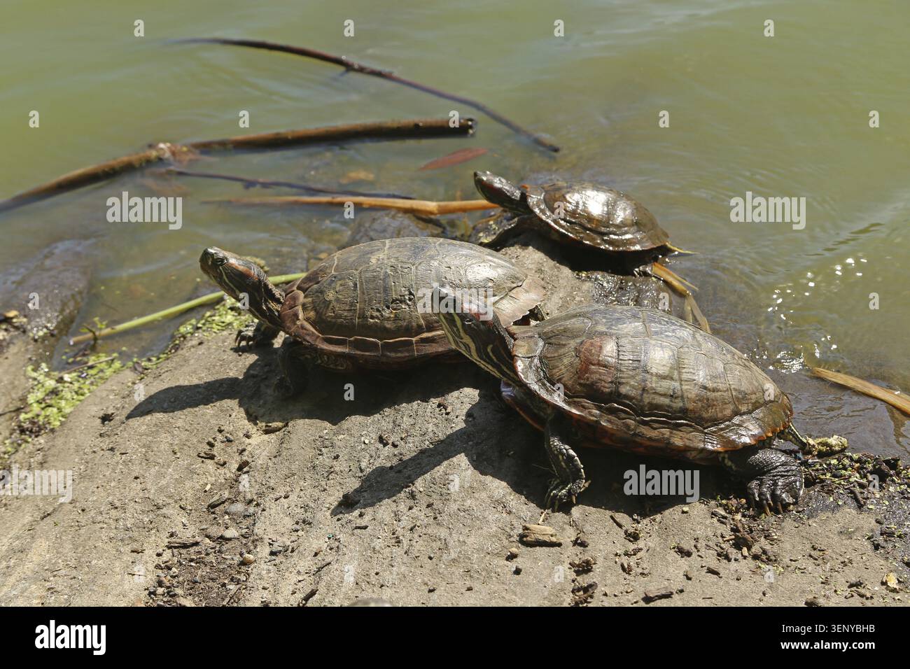 Scivolo per laghetti che si crogiolano sul lato dell'acqua Foto Stock