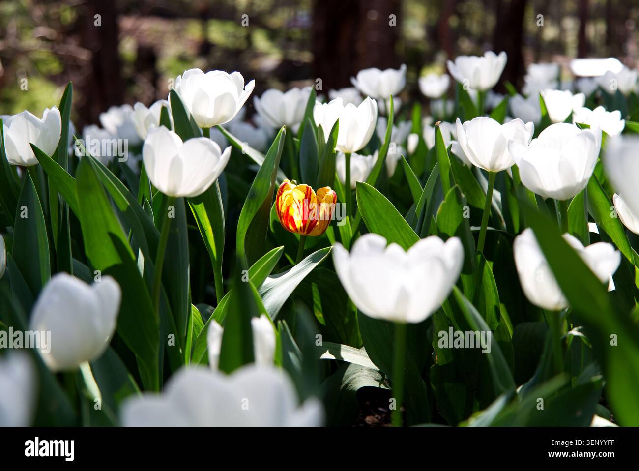 Foto di tulipani di fiori giallo dorato e rosso circondati da un campo di bianco, creando un'impressionante giustapposizione di colore. La foto è stata scattata durante Golden Foto Stock