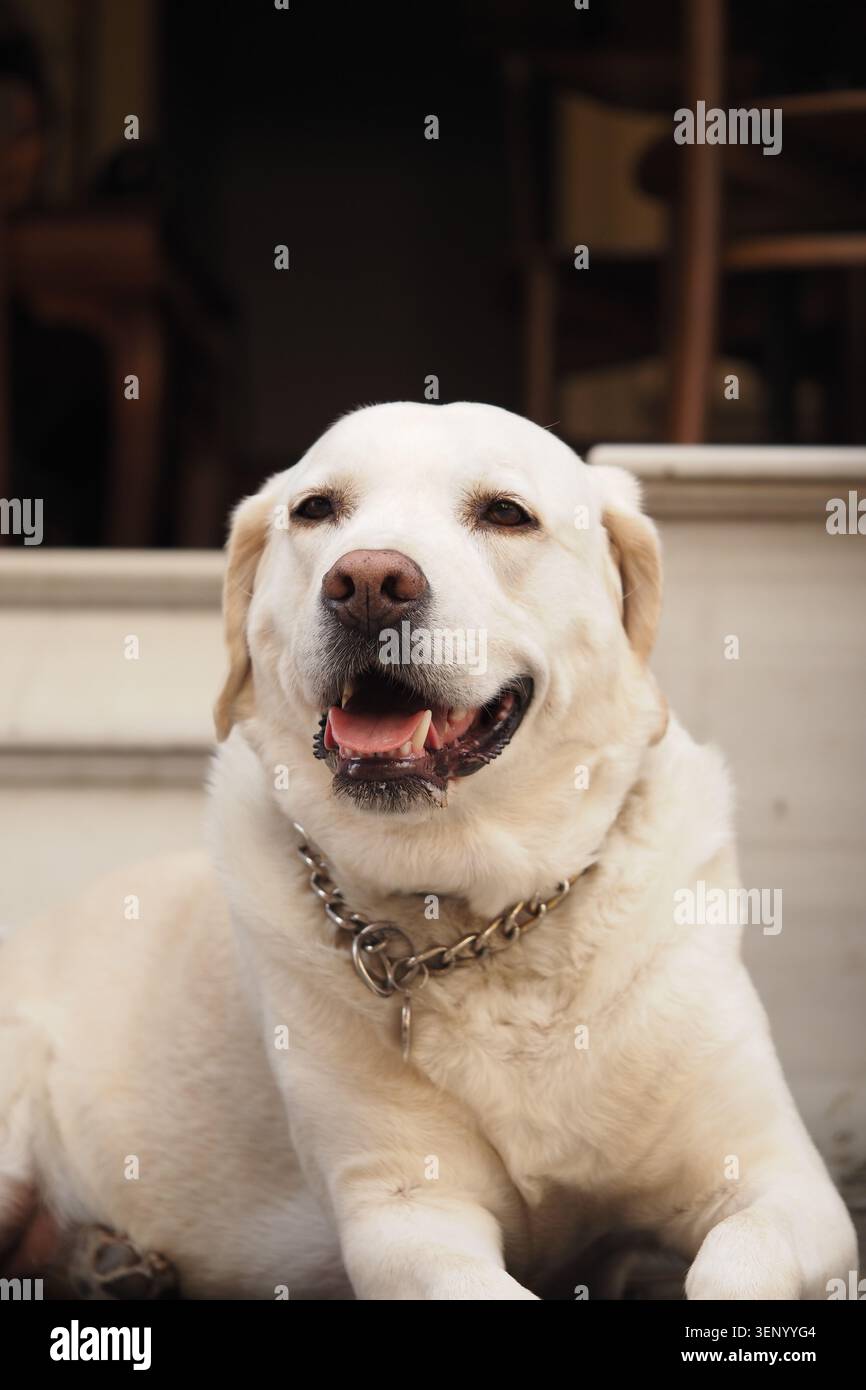 Buon cane che riposa sui gradini con il sole Foto Stock