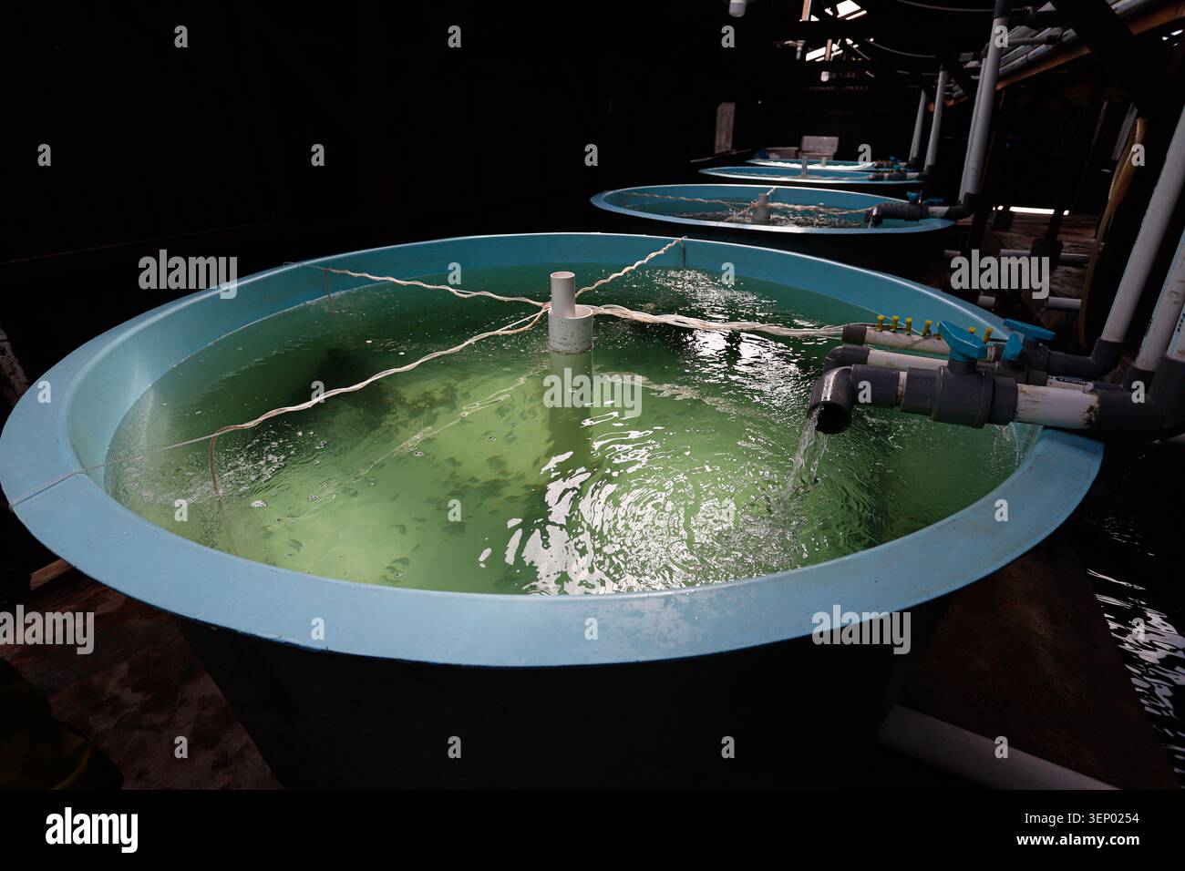Sistema di aerazione acquacoltura in vasca di vivaio ittico – tecnologia di approvvigionamento di ossigeno per un'agricoltura ittica sostenibile e una gestione della qualità dell'acqua Foto Stock