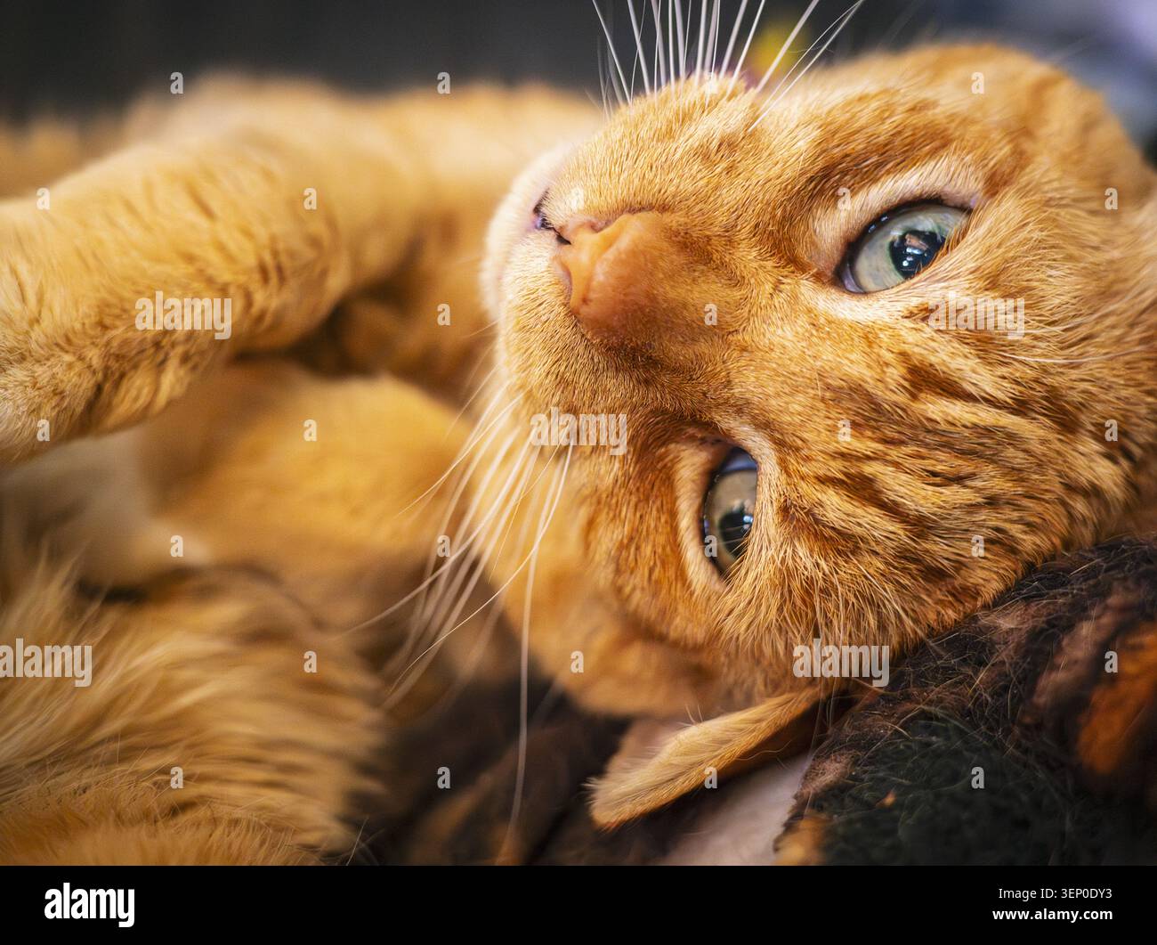 Ritratto di gatto dello zenzero con occhi verdi e dettagli di pelliccia morbida, che mostra un animale domestico rilassato. Foto Stock