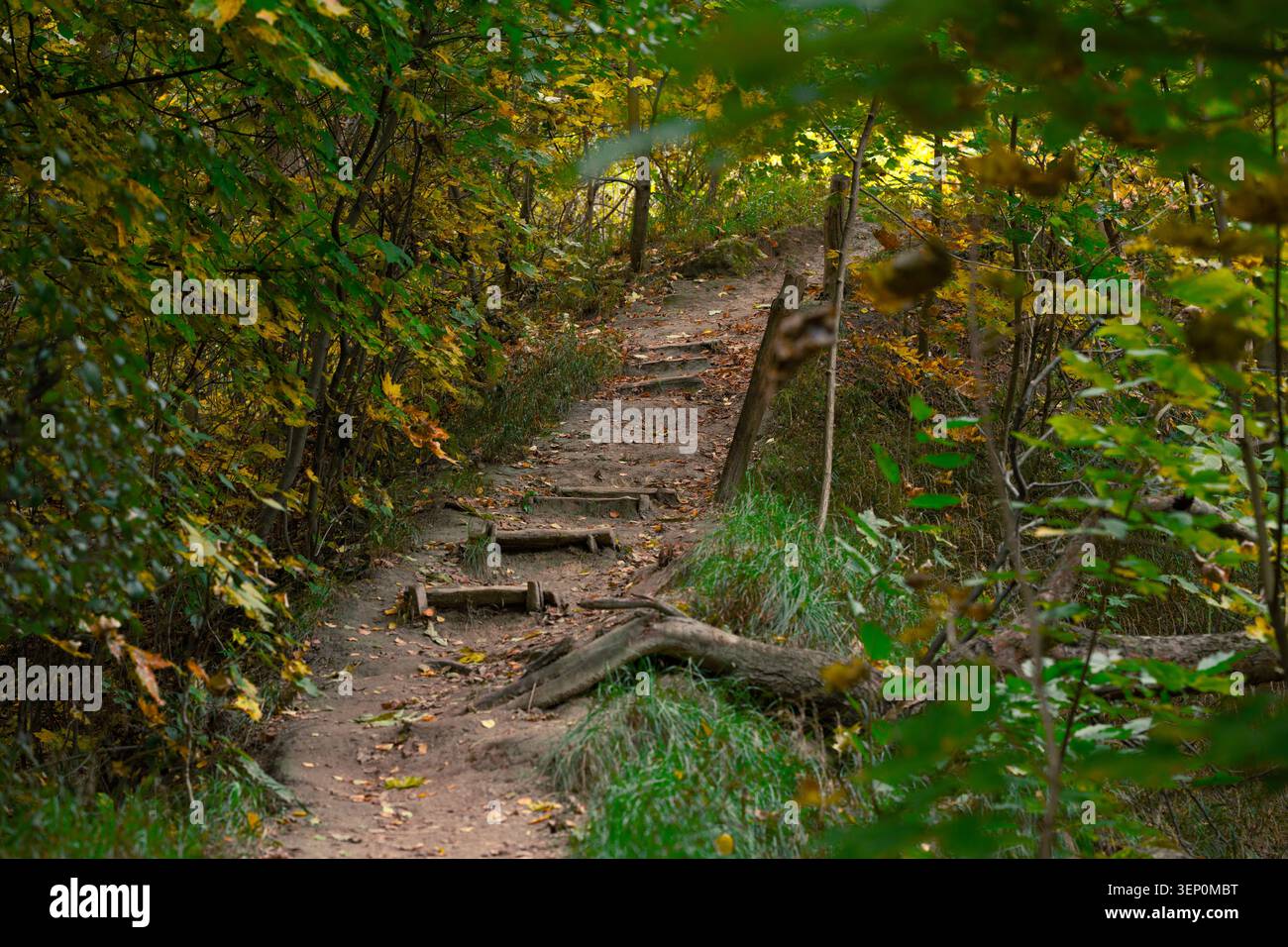 Un tortuoso sentiero sterrato con rustici gradini di legno conduce attraverso una vibrante foresta alla luce del mattino presto, con foglie cadute sparse lungo il percorso Foto Stock