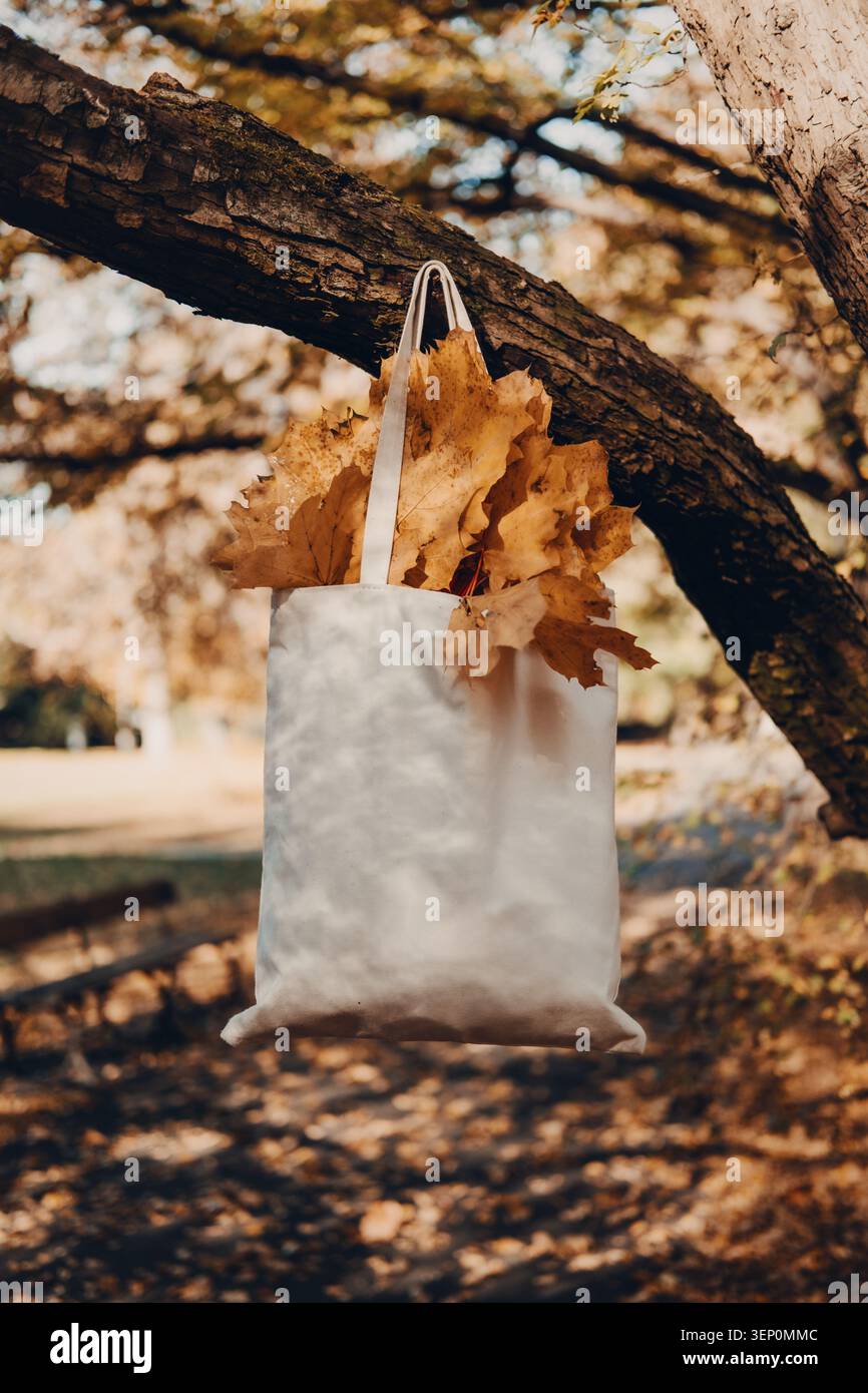 La borsa tote in tessuto bianco piena di foglie autunnali gialle è appesa al ramo d'albero del parco. Stile di vita sostenibile, estetica stagionale, ecocompatibile Foto Stock