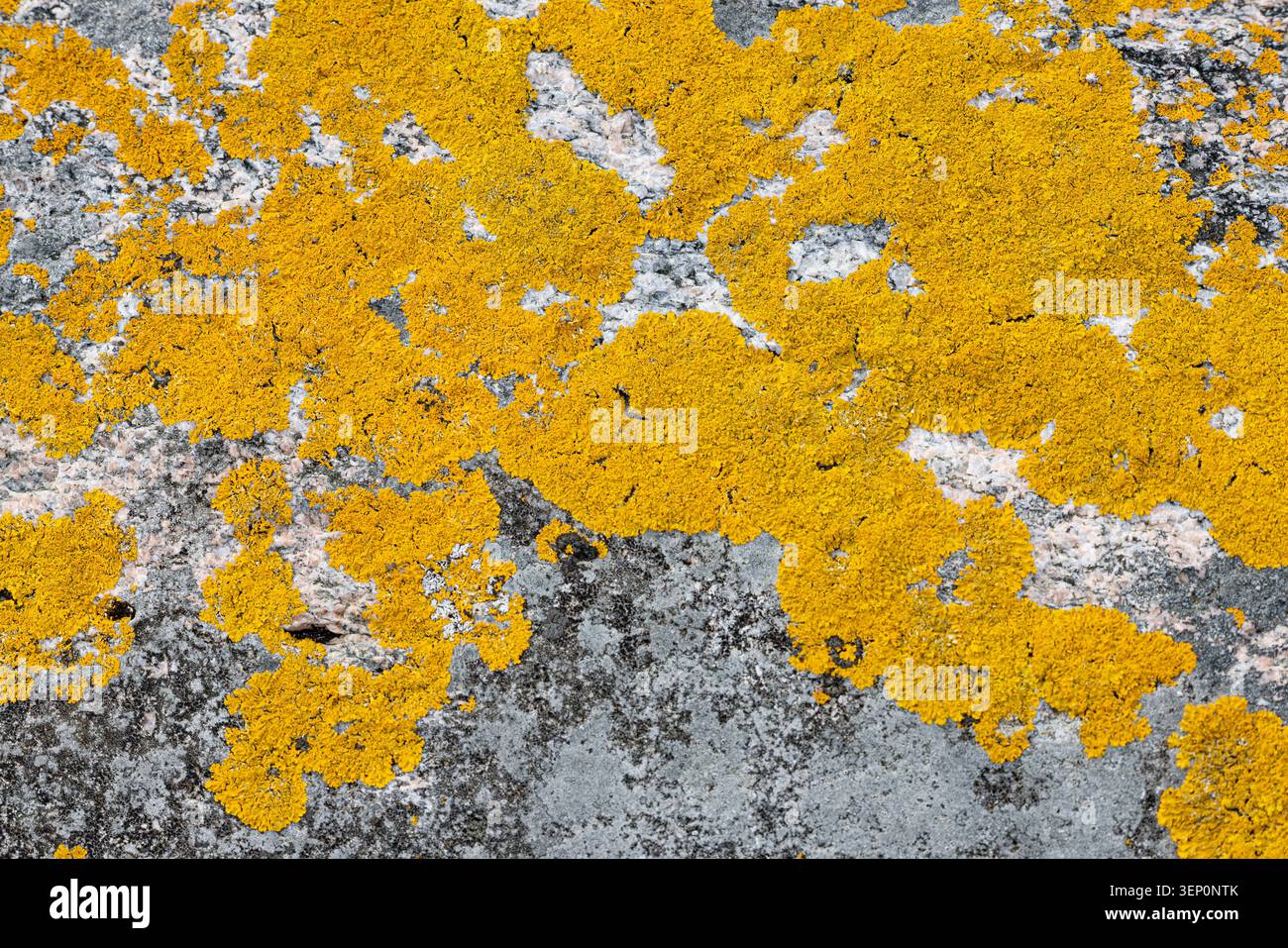 Lichene di scoppio solare marittimo, Xanthoria parietina, lichene di arancia comune, Foto Stock