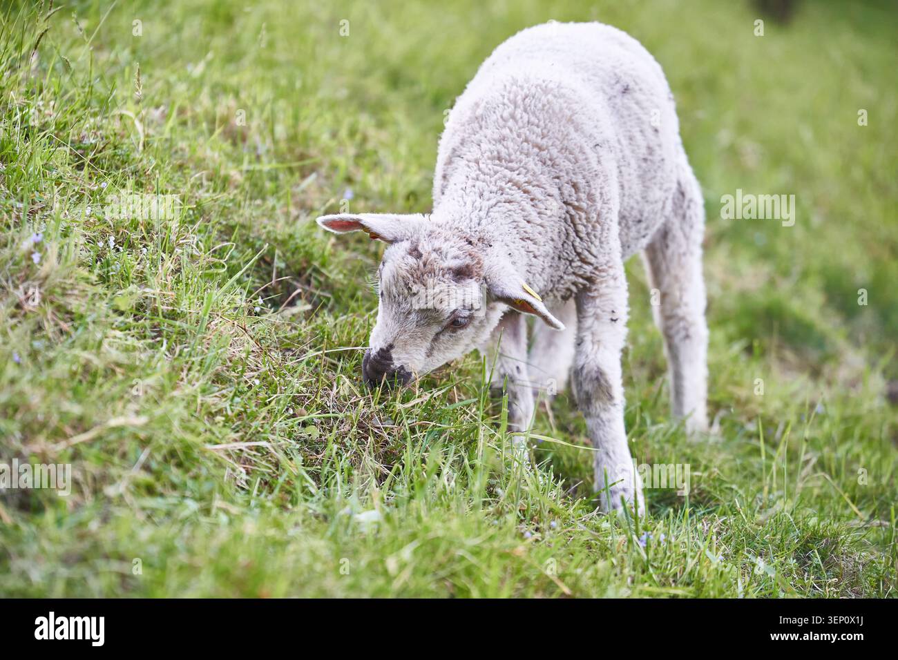 Un giovane agnello pascolerà tranquillamente su un lussureggiante pascolo verde in un prato primaverile in una fattoria rurale. Foto Stock