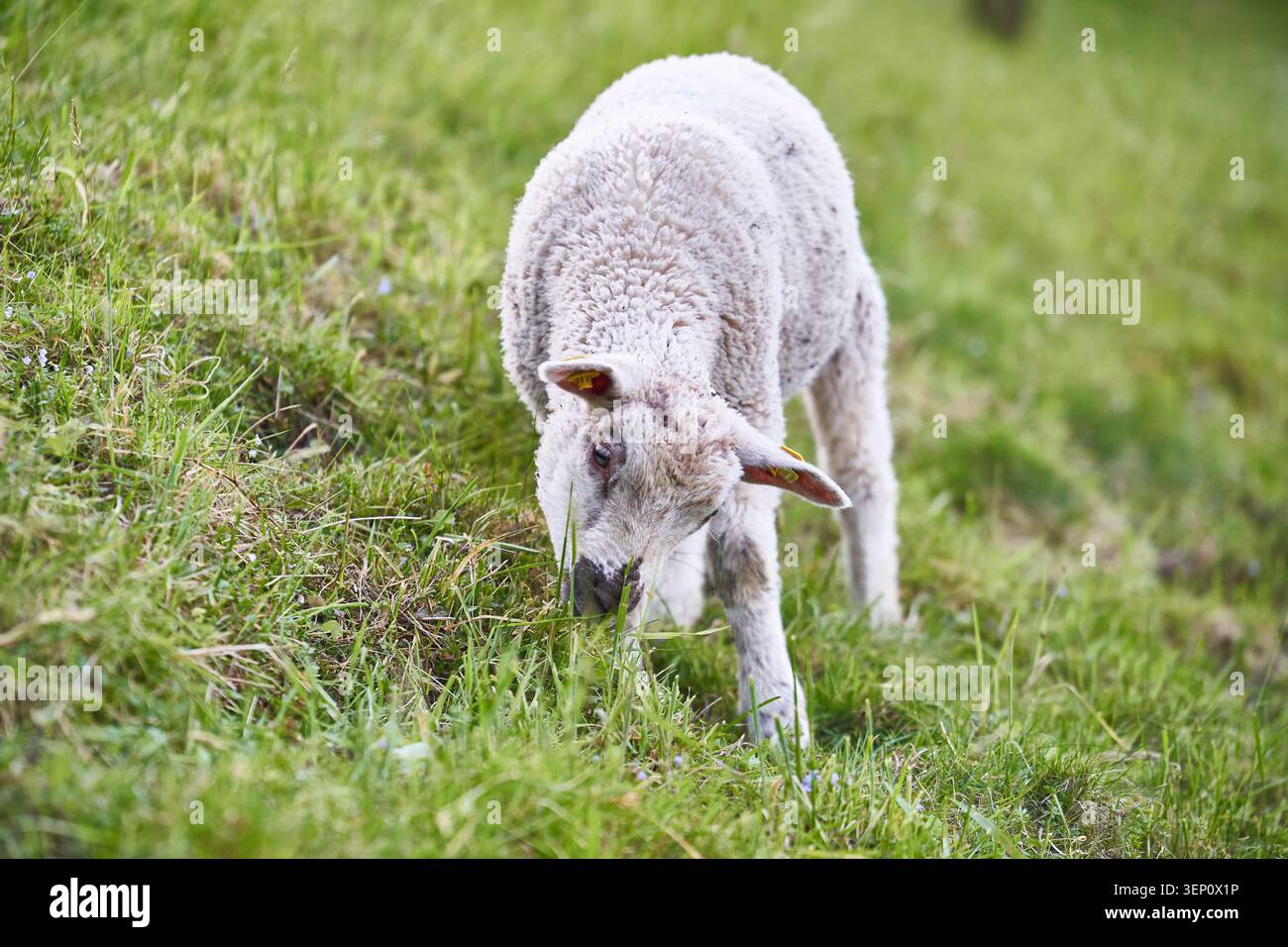 Un giovane agnello bianco pascolerà tranquillamente su una lussureggiante prato verde su una collina soleggiata. Foto Stock