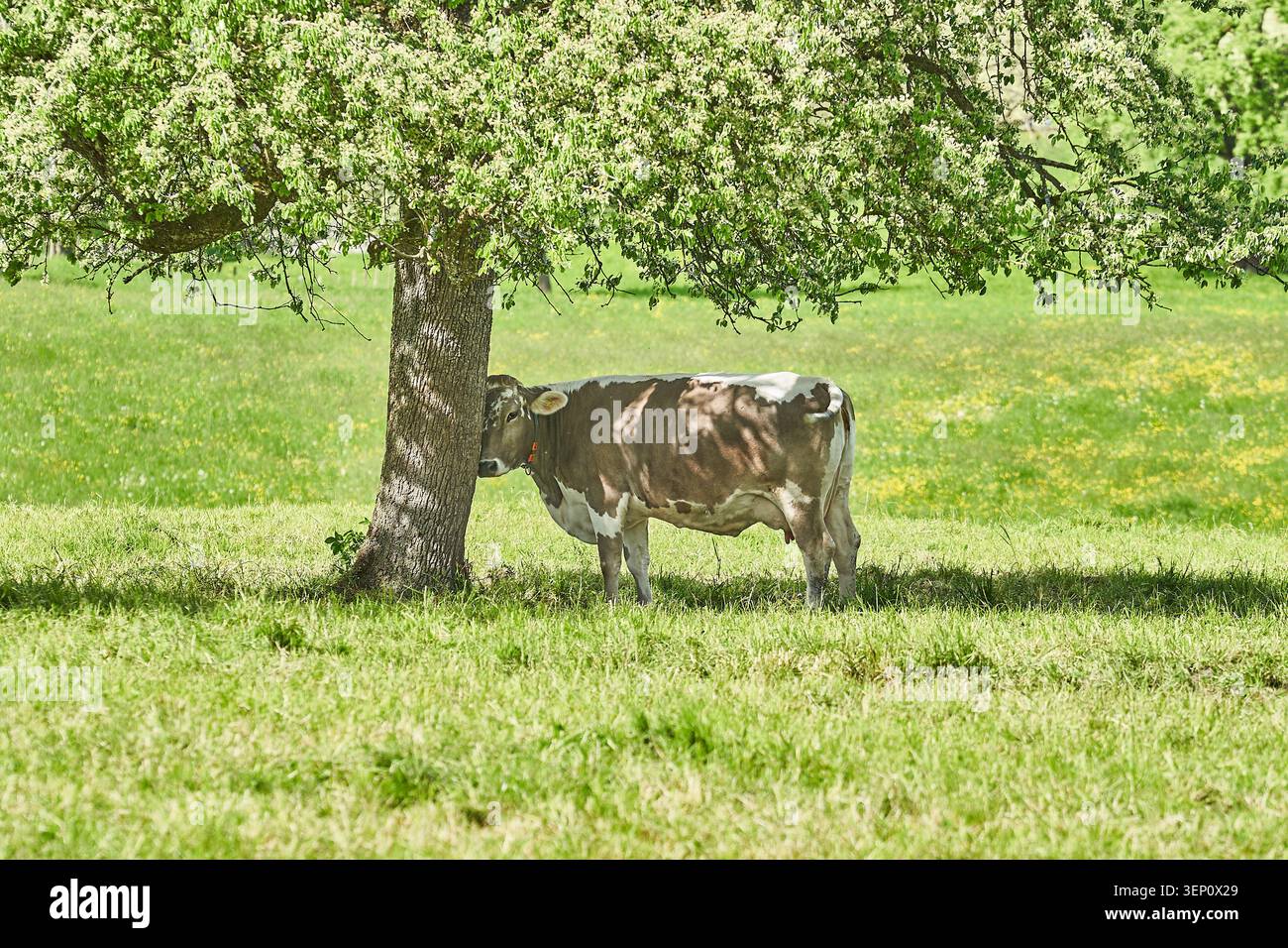 Una mucca marrone e bianca sorge all'ombra fresca di un grande albero in un prato illuminato dal sole. Foto Stock