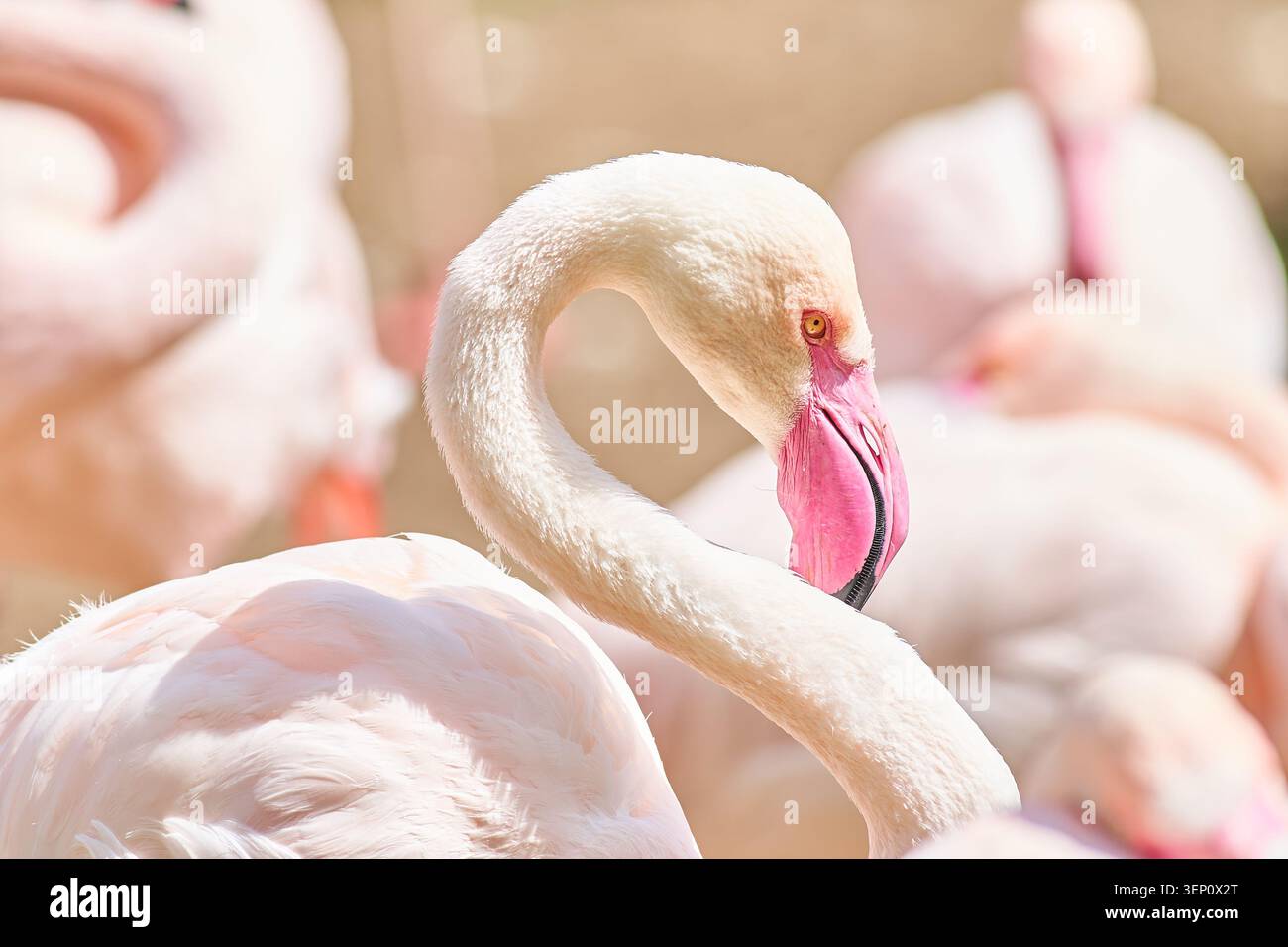 fenicottero maggiore rosa tenue con elegante collo A S e becco e occhio dettagliati in un gregge illuminato dal sole. Foto Stock