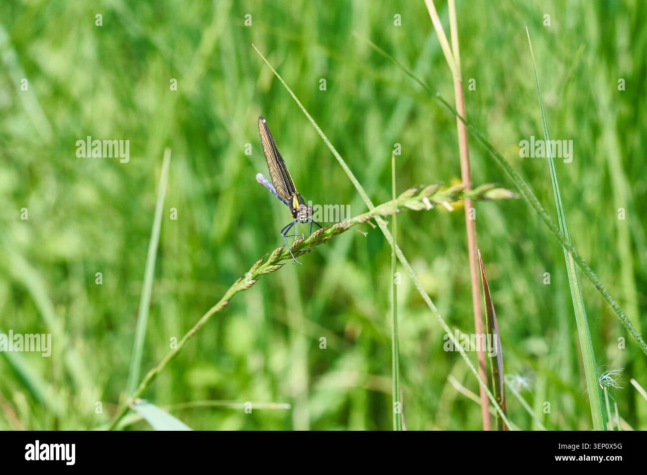 Dragonfly si appoggia su una testa di semina tra alte lame verdi, catturate con dettagli nitidi e ravvicinati. Foto Stock