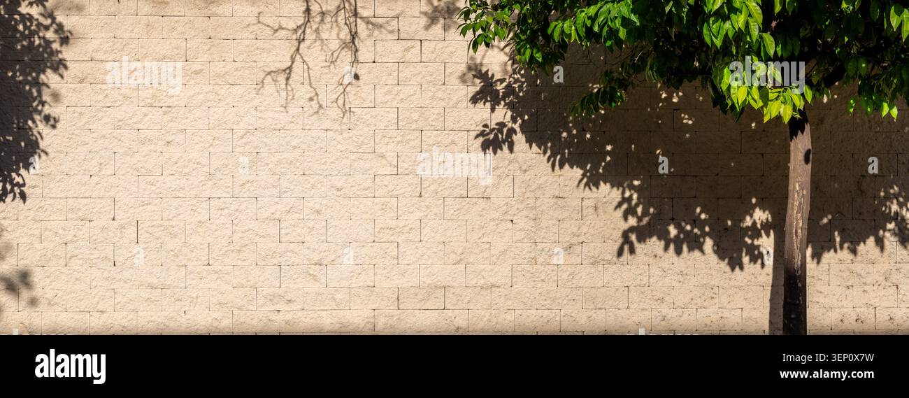 Ombre d'albero su un muro di pietra con sfondo naturale dello spazio di copia Foto Stock