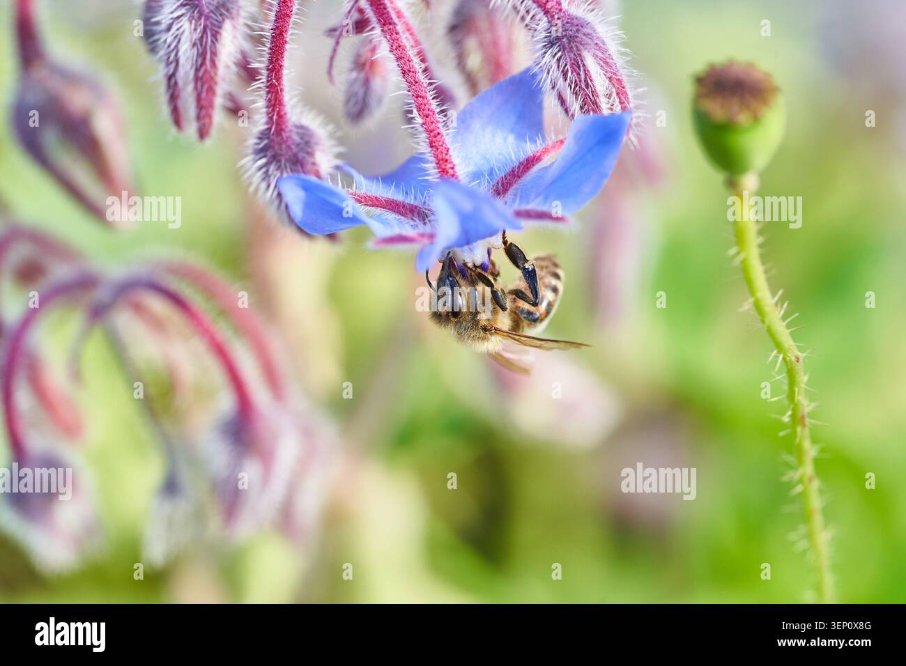 L'ape di miele si trova sotto un fiore di borragine blu che si nutre di nettare tra steli rosa fuzzy e gemme verdi. Foto Stock