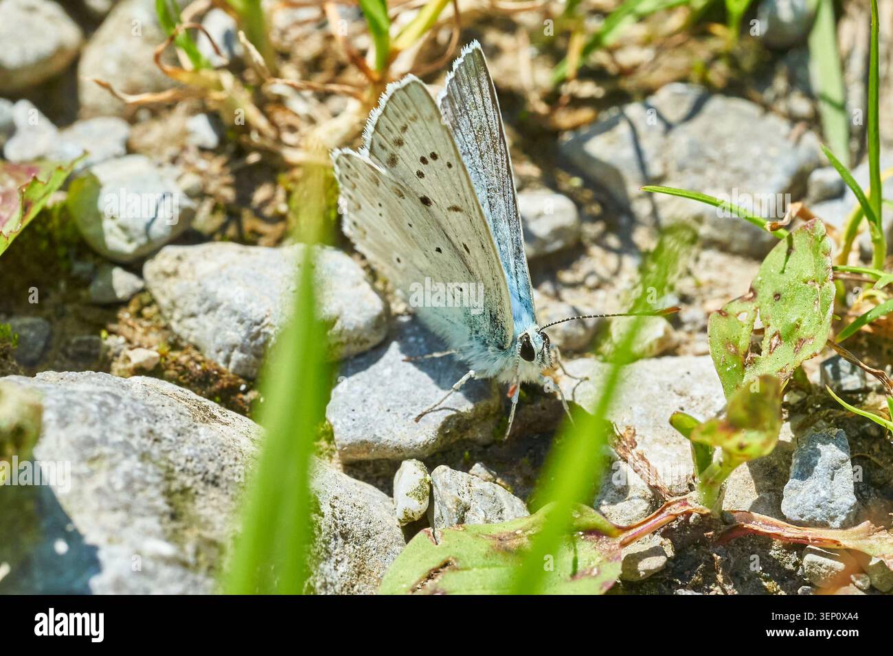 La delicata farfalla blu poggia su pietre circondate da erba e piccole piante in una scena di macro natura illuminata dal sole. Foto Stock