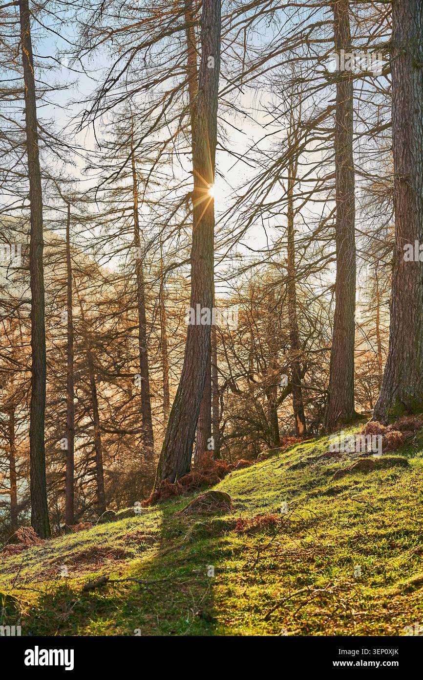 La luce del sole filtra tra alti pini su una collina erbosa, generando ombre lunghe e tonalità calde. Foto Stock