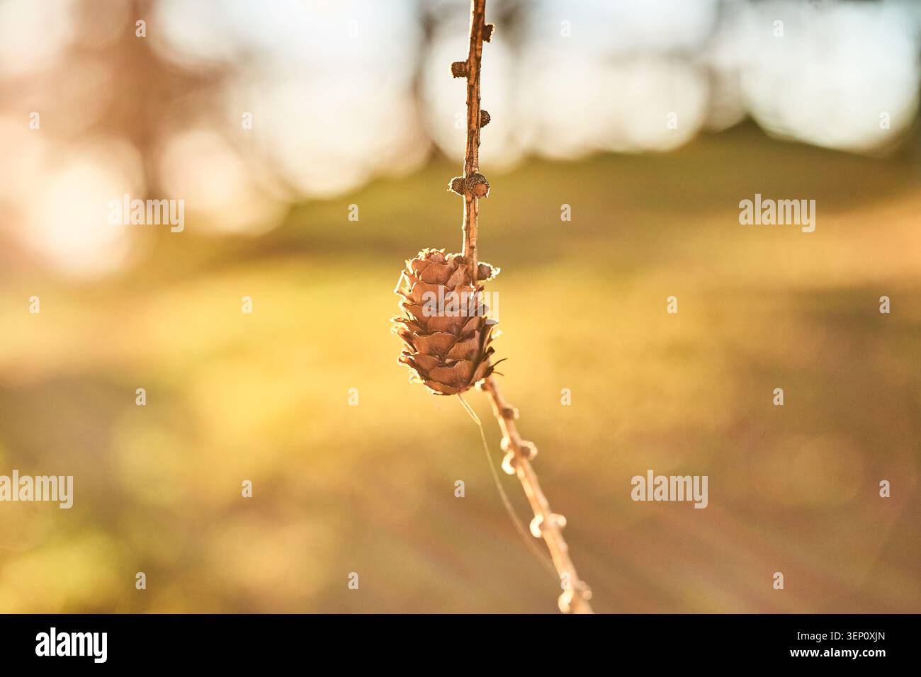 Un cono di pino solitario pende da un ramo sottile, che si illumina di luce calda dell'ora d'oro con morbido bokeh. Foto Stock