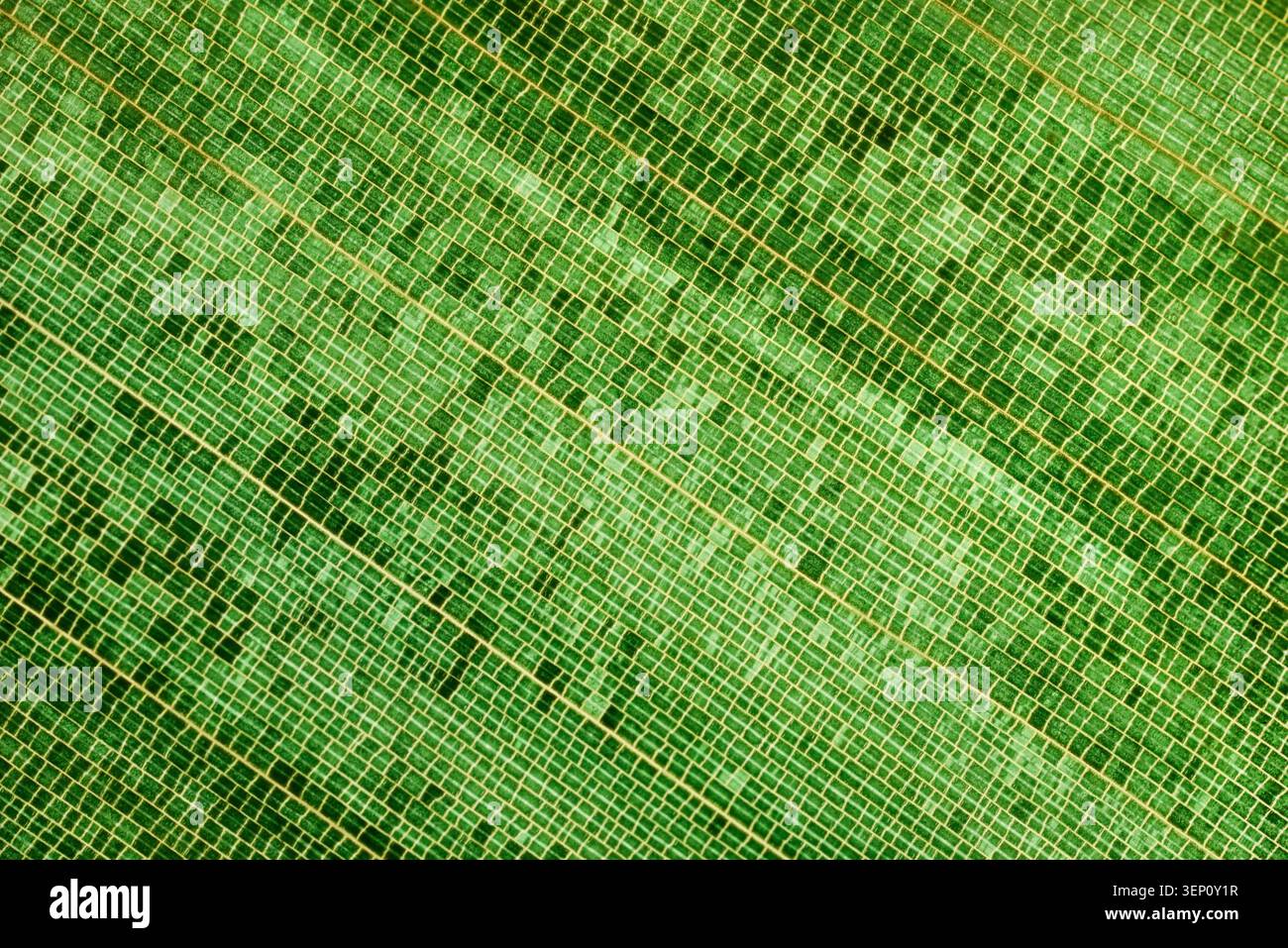 Primo piano di foglie di bambù verdi con motivo a vena naturale. Fondo botanico organico, superficie naturale astratta, dettaglio fogliame tropicale. Foto Stock