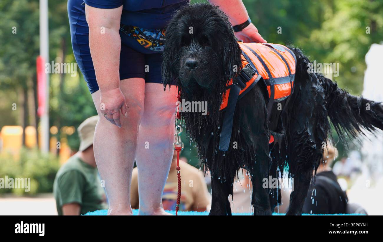 Cane di salvataggio di Terranova con gilet di salvataggio arancione, in preparazione per l'allenamento sull'acqua Foto Stock