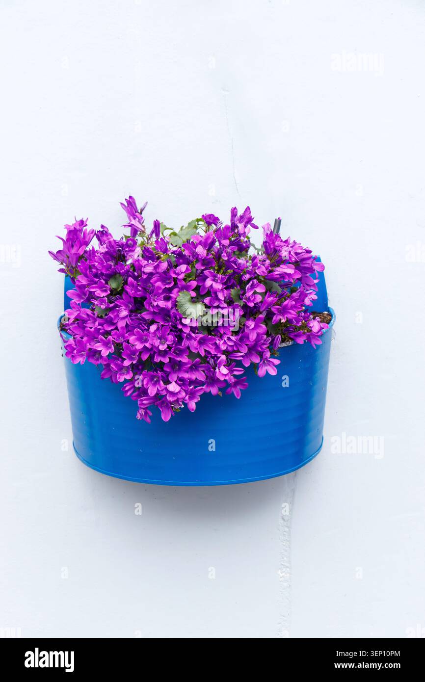 Campanula portenschlagiana dalmata viola in un contenitore di fioriera a parete blu su sfondo bianco Foto Stock