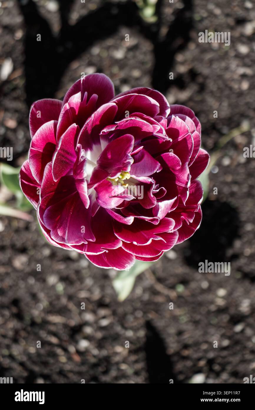 Vista dall'alto di un doppio tulipano bianco e viola che fiorisce nel terreno scuro del giardino Foto Stock