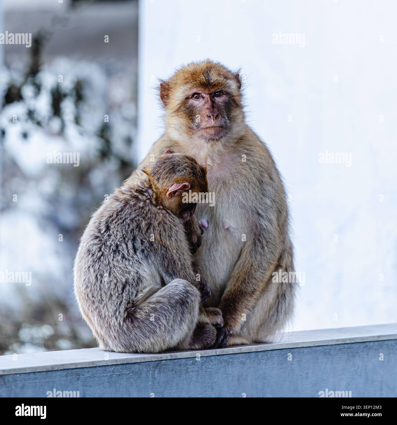 Macaco barbario (Macaca sylvanus), noto anche come macaco tailless. Scimmie sedute insieme in un ambiente tranquillo all'aperto. Foto Stock