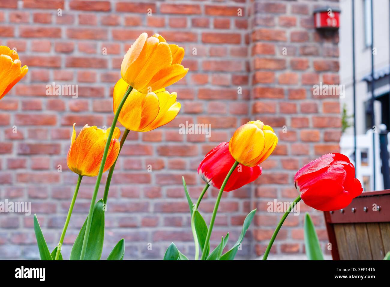 Tulipani gialli e rossi che fioriscono di fronte a una parete di mattoni rossi Foto Stock